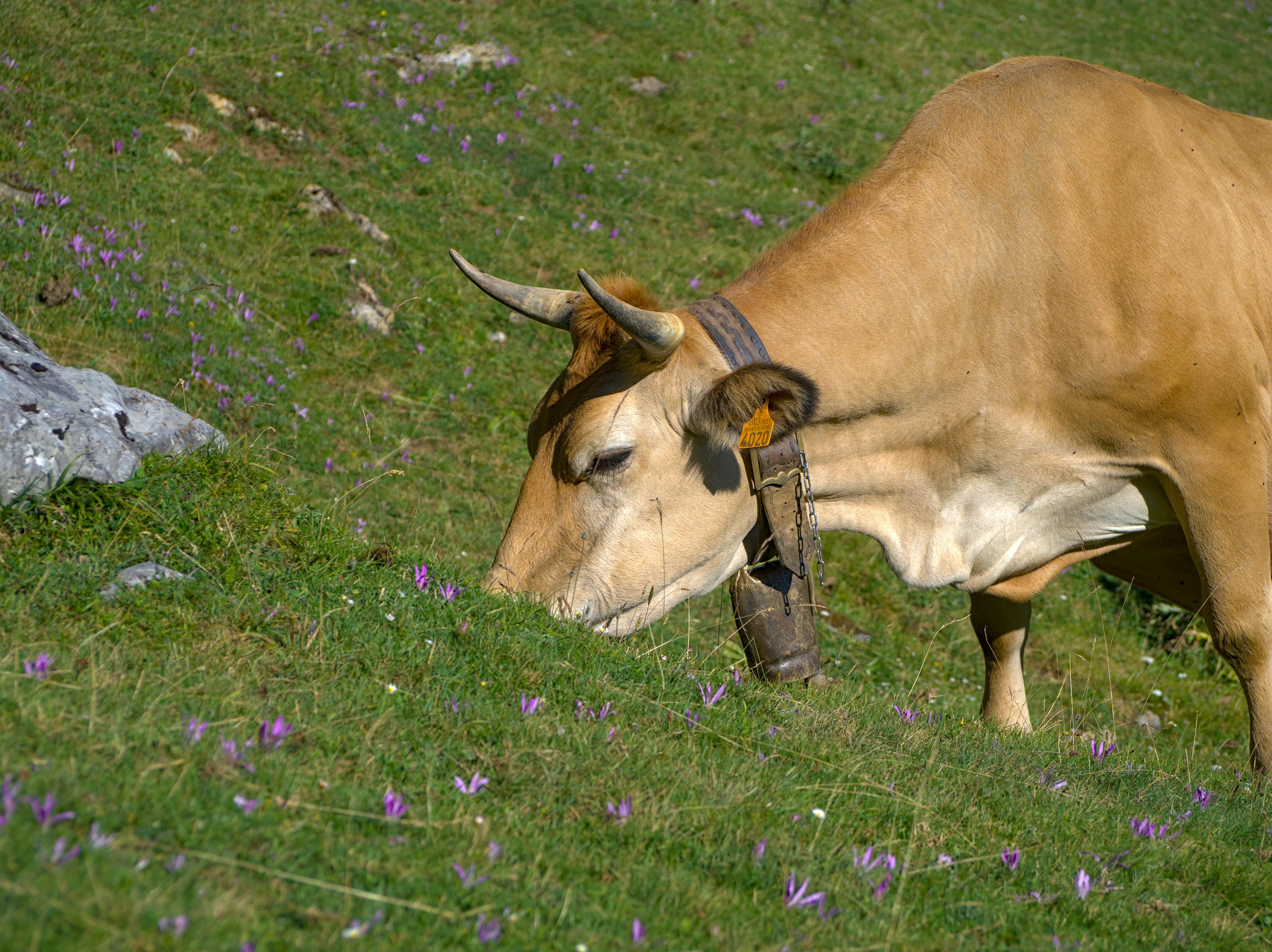 grátis Foto profissional grátis de agricultura, alpino, animal Foto profissional
