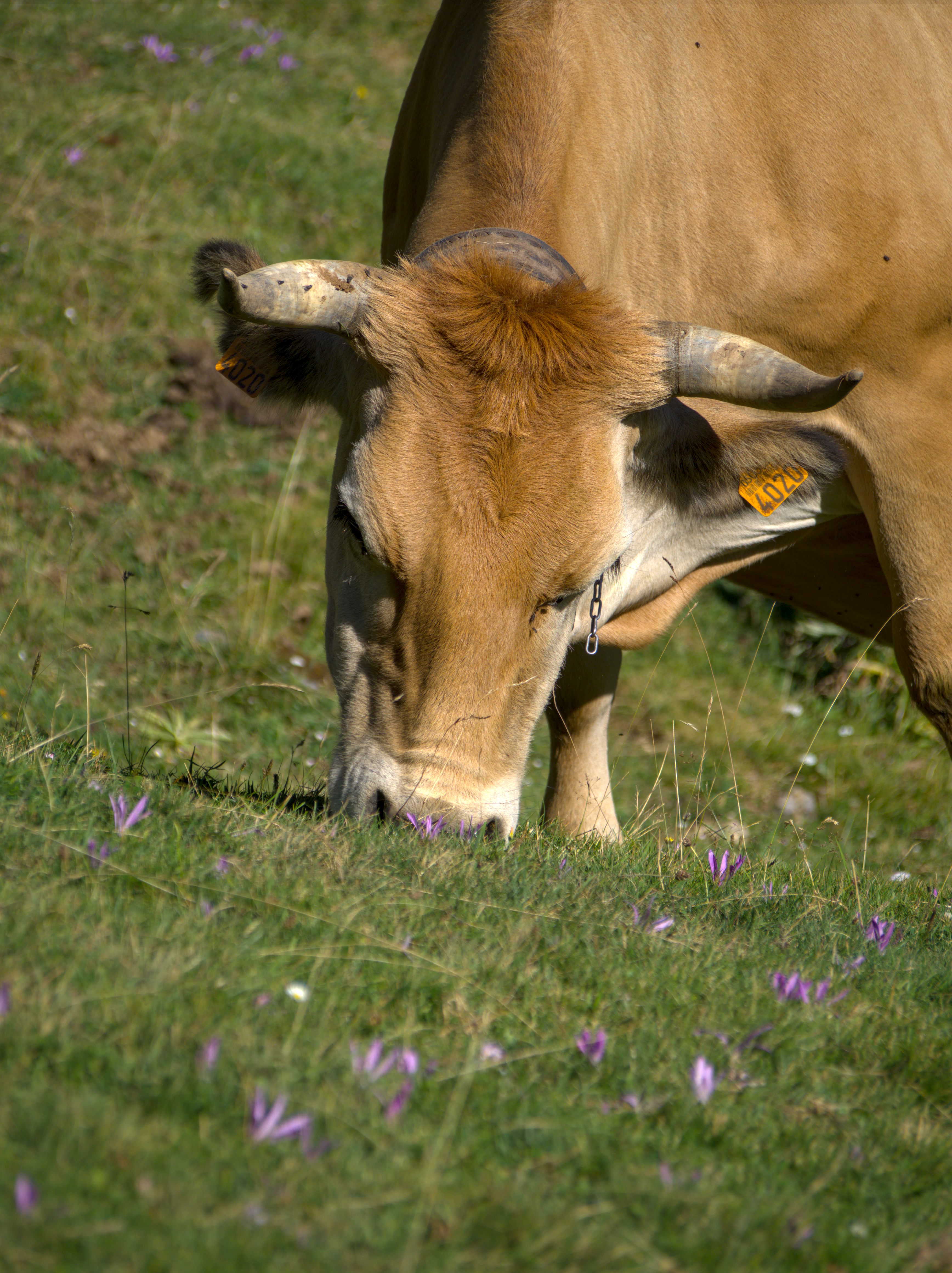 Brown cow peacefully grazing in a lush mountain pasture with wildflowers.