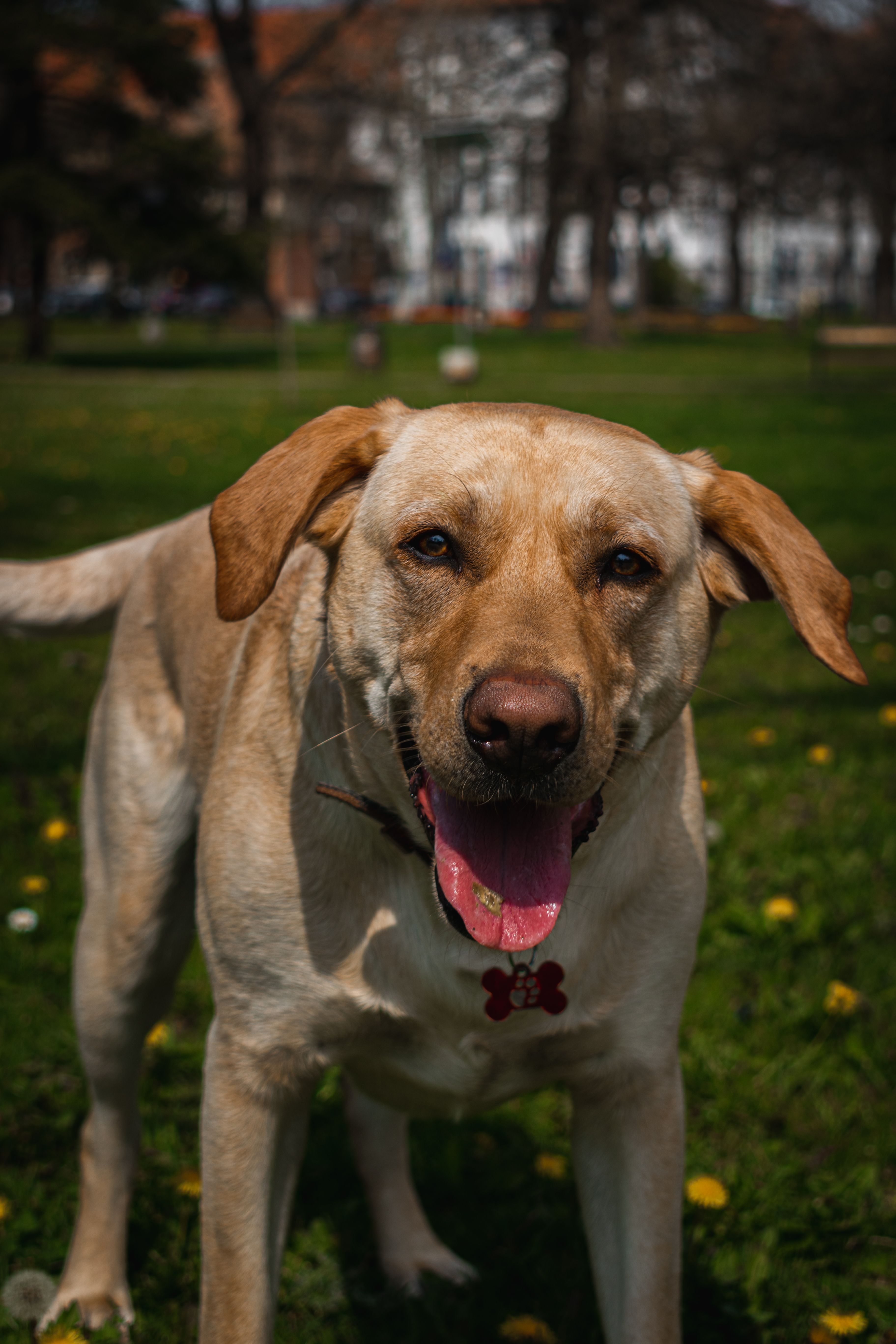Adult dog on a walk who may still carry intestinal worms