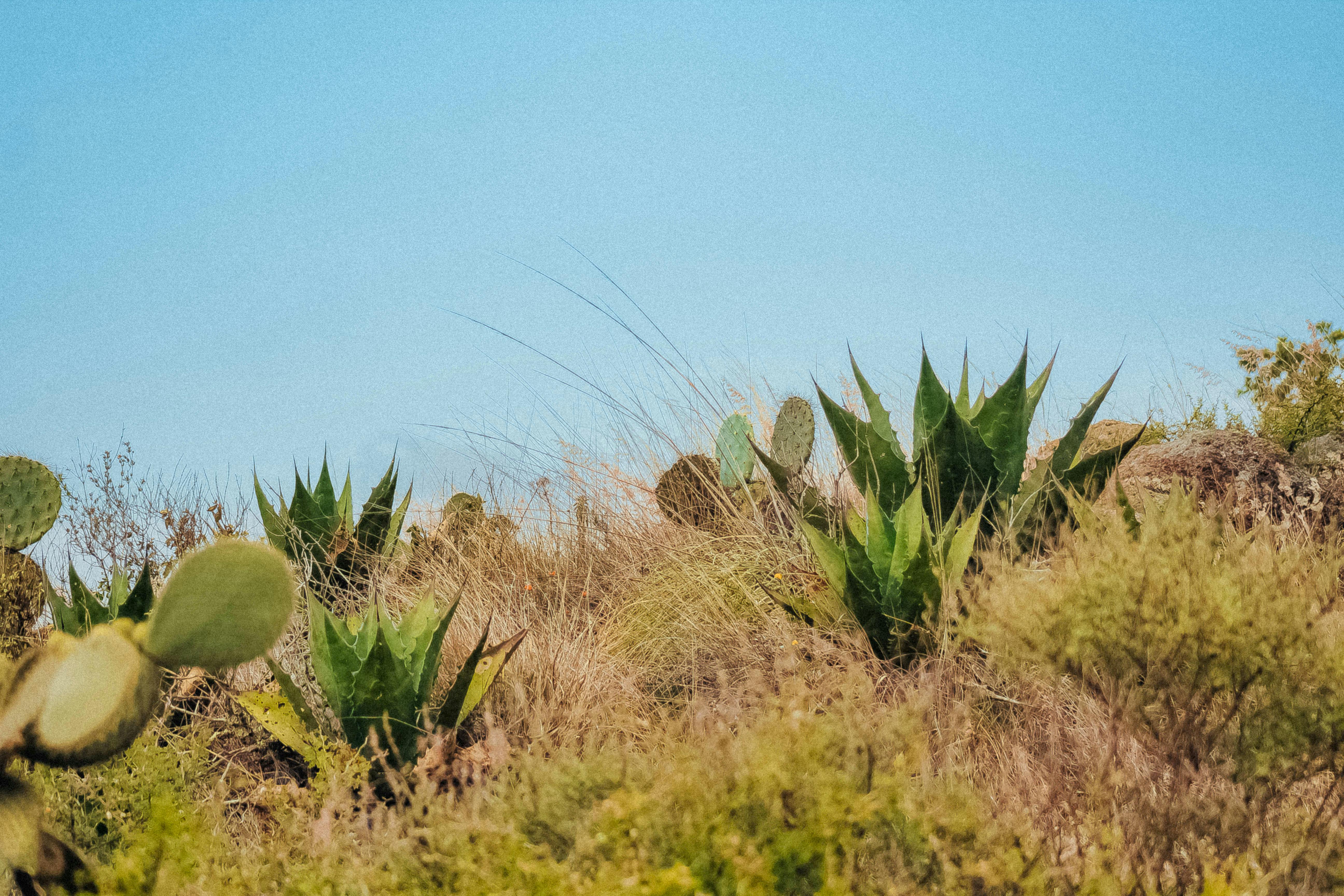 Foto profissional gratuita de cactos, ecológico, natureza