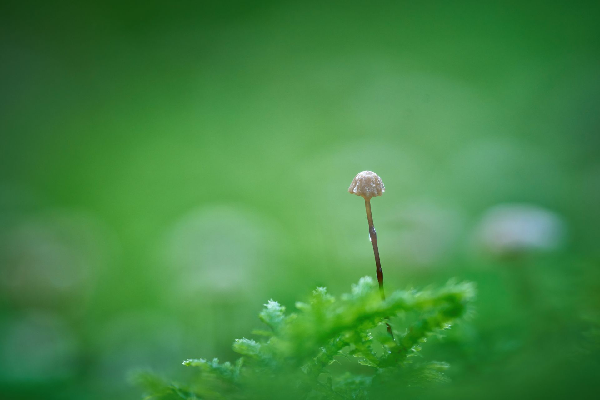 Close-up of a small mushroom with dew on its cap amidst lush green moss in a garden setting.