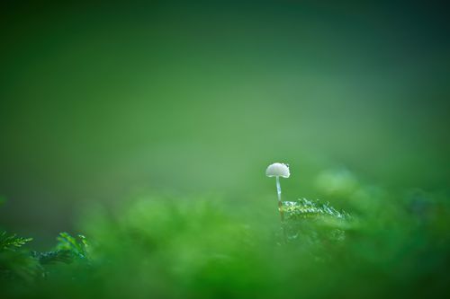 Free Close-up macro photography of a small white mushroom on lush green moss, evoking serenity and nature's growth. Stock Photo