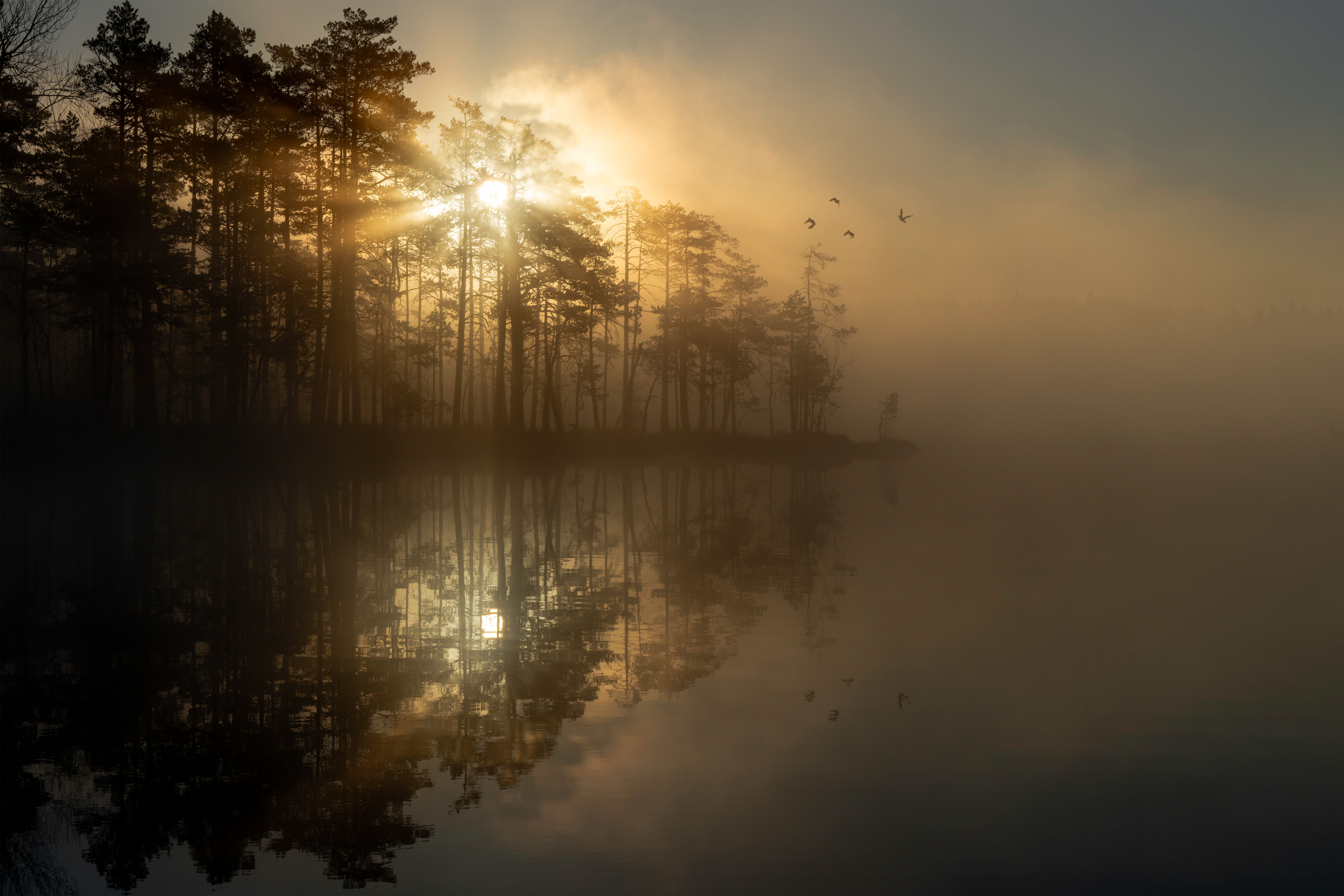 Sunrise mist over a pine-fringed lake, photo by Raul Ling on Pexels