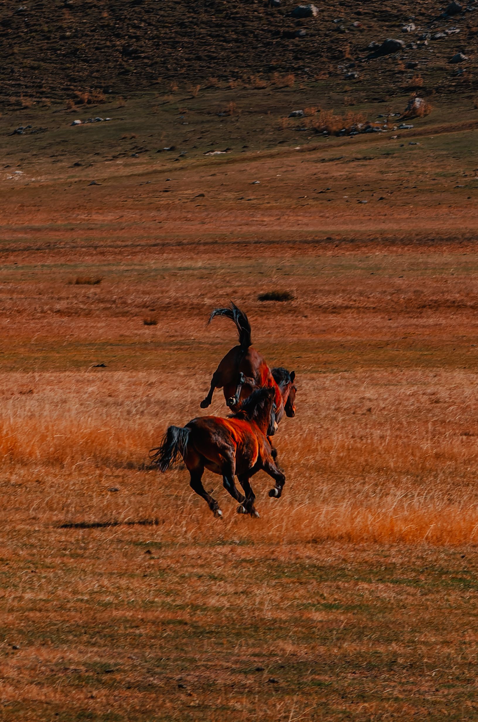 Playful Horses In Open Fields Free Stock Photo