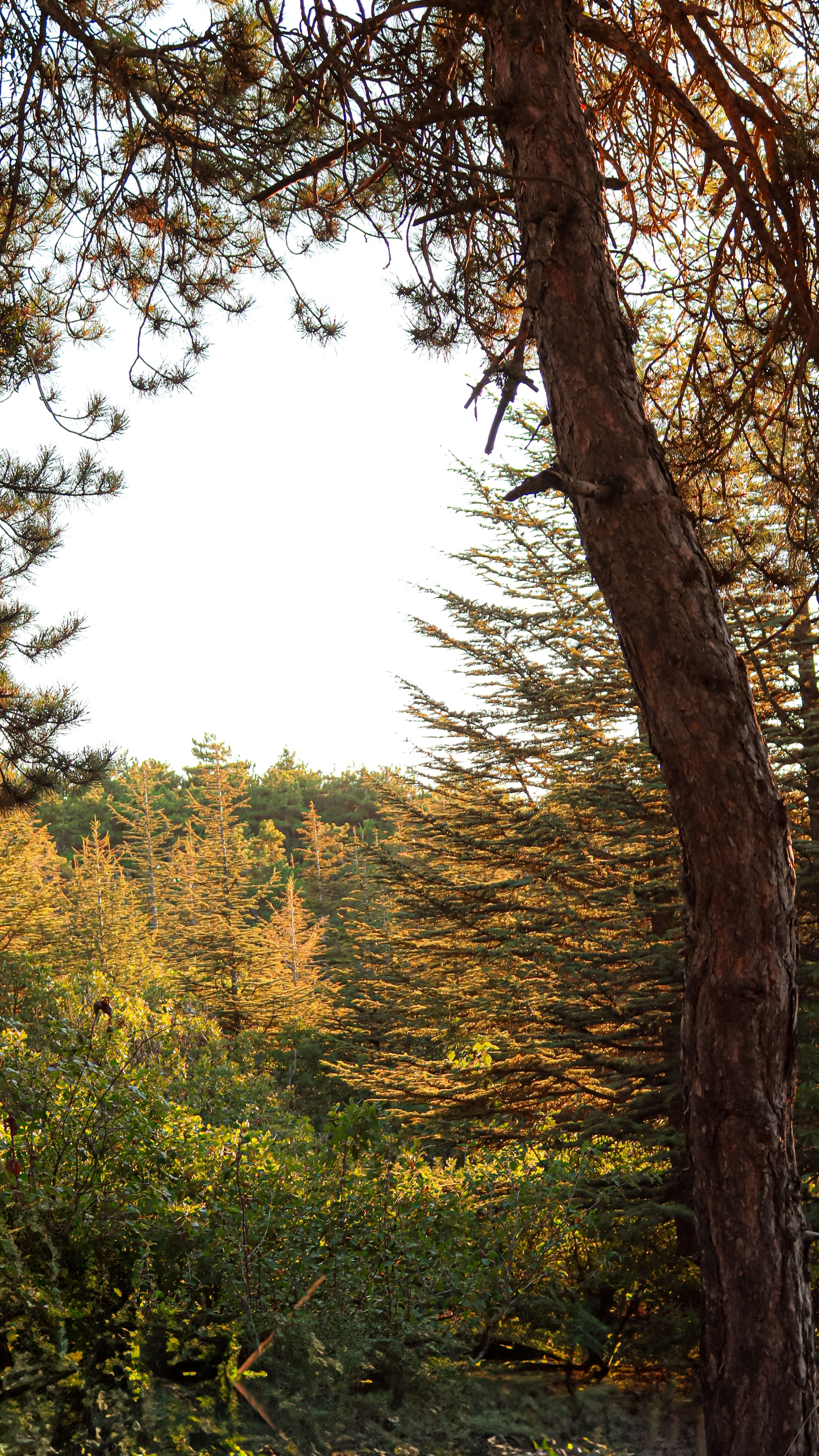 Peaceful outdoor scene showcasing autumn trees during dawn's warm glow.