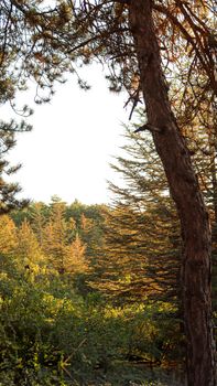 Peaceful outdoor scene showcasing autumn trees during dawn's warm glow.