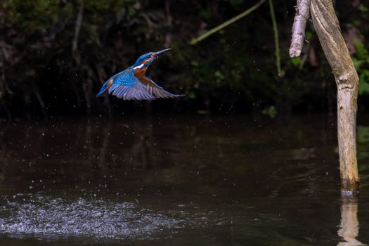 A vibrant kingfisher takes flight over a river, leaving water droplets in its wake. Perfect wildlife capture.