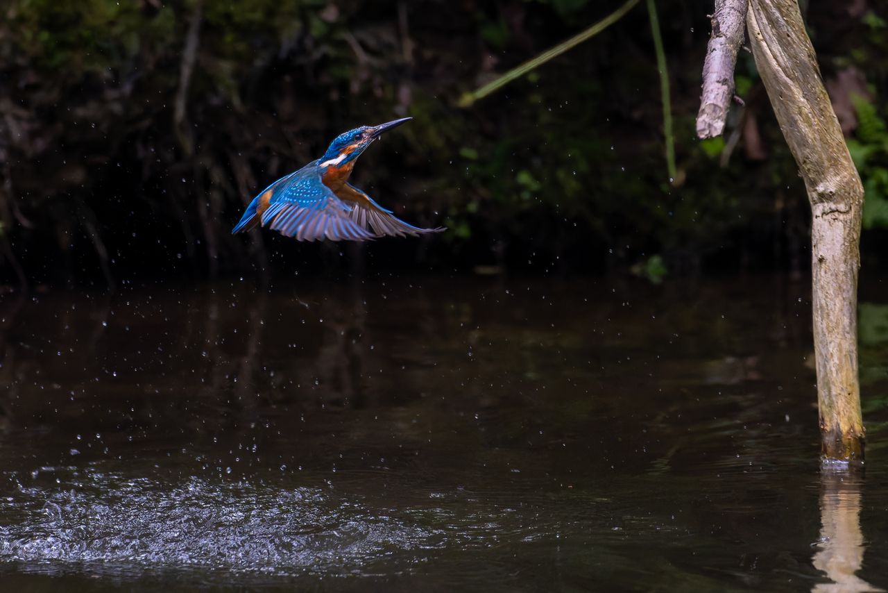 a vibrant kingfisher takes flight over a river leaving water droplets