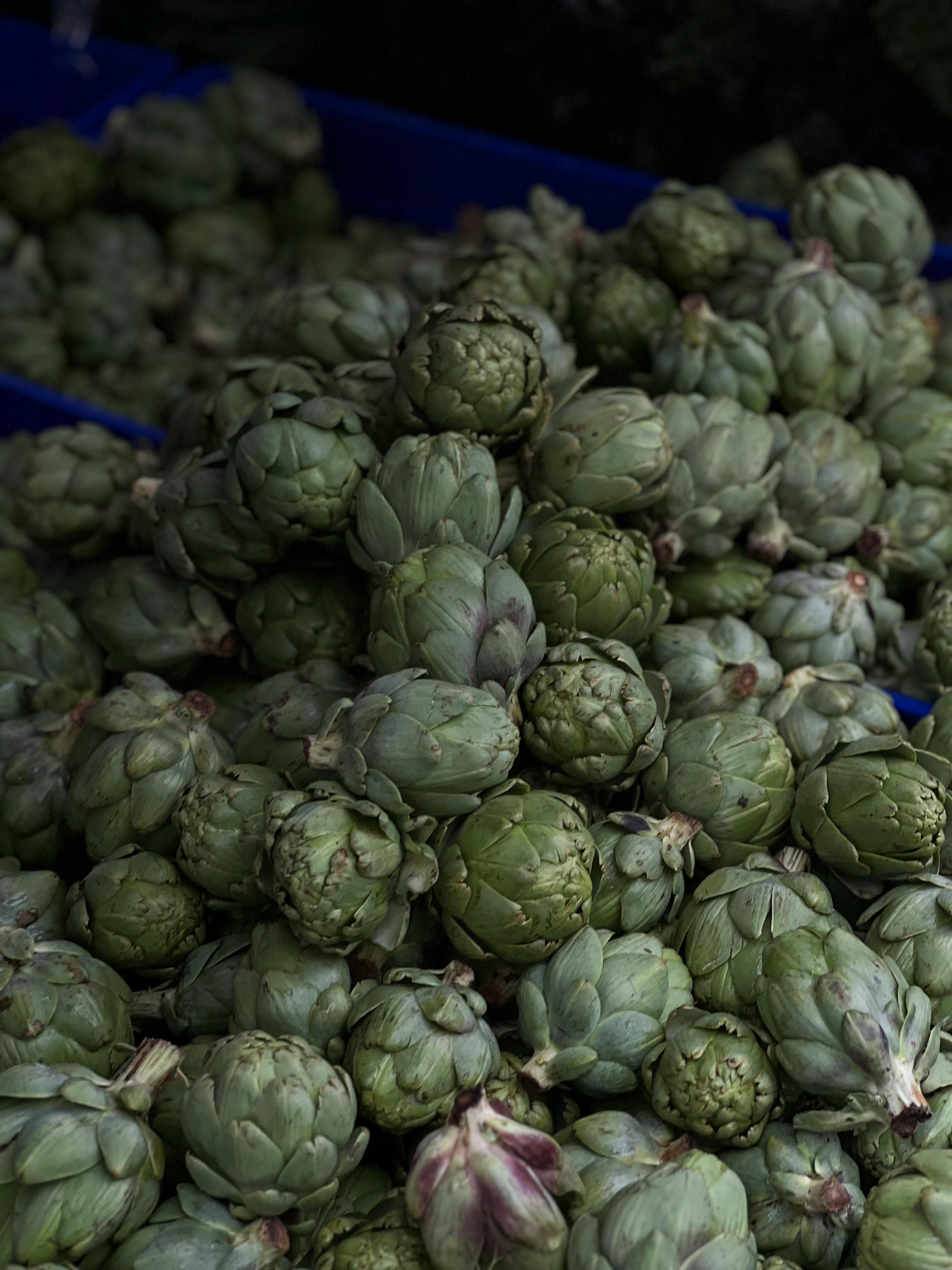 Why Are My Artichokes Not Producing Edible Chokes? Mastering Vernalization, Watering, and Strategic Shade for Bumper Harvests in Challenging Climates