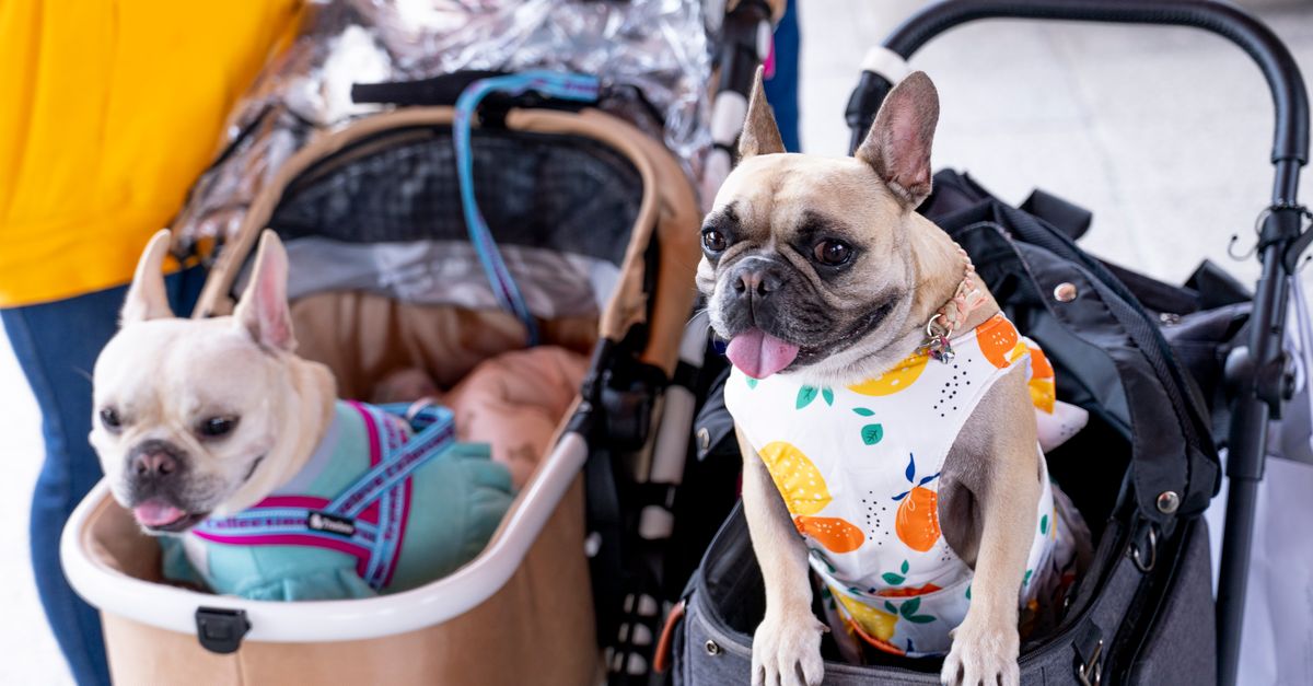 Pet Travel Accessories for Flying Pet travel accessories for flying: two French bulldogs sitting in pet strollers at an airport