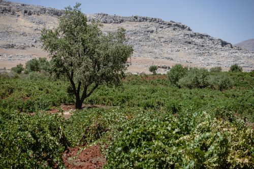 Free Lush vineyard with olive trees and rocky hills in the background under a clear summer sky. Stock Photo