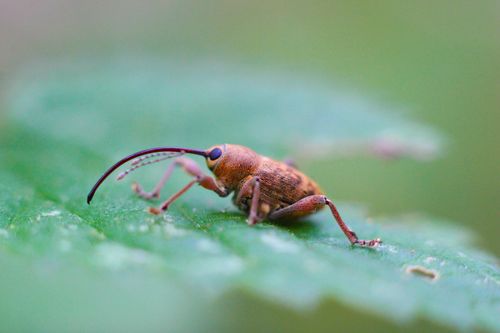 Free Macro shot of a weevil insect on a green leaf with soft blurred background. Stock Photo