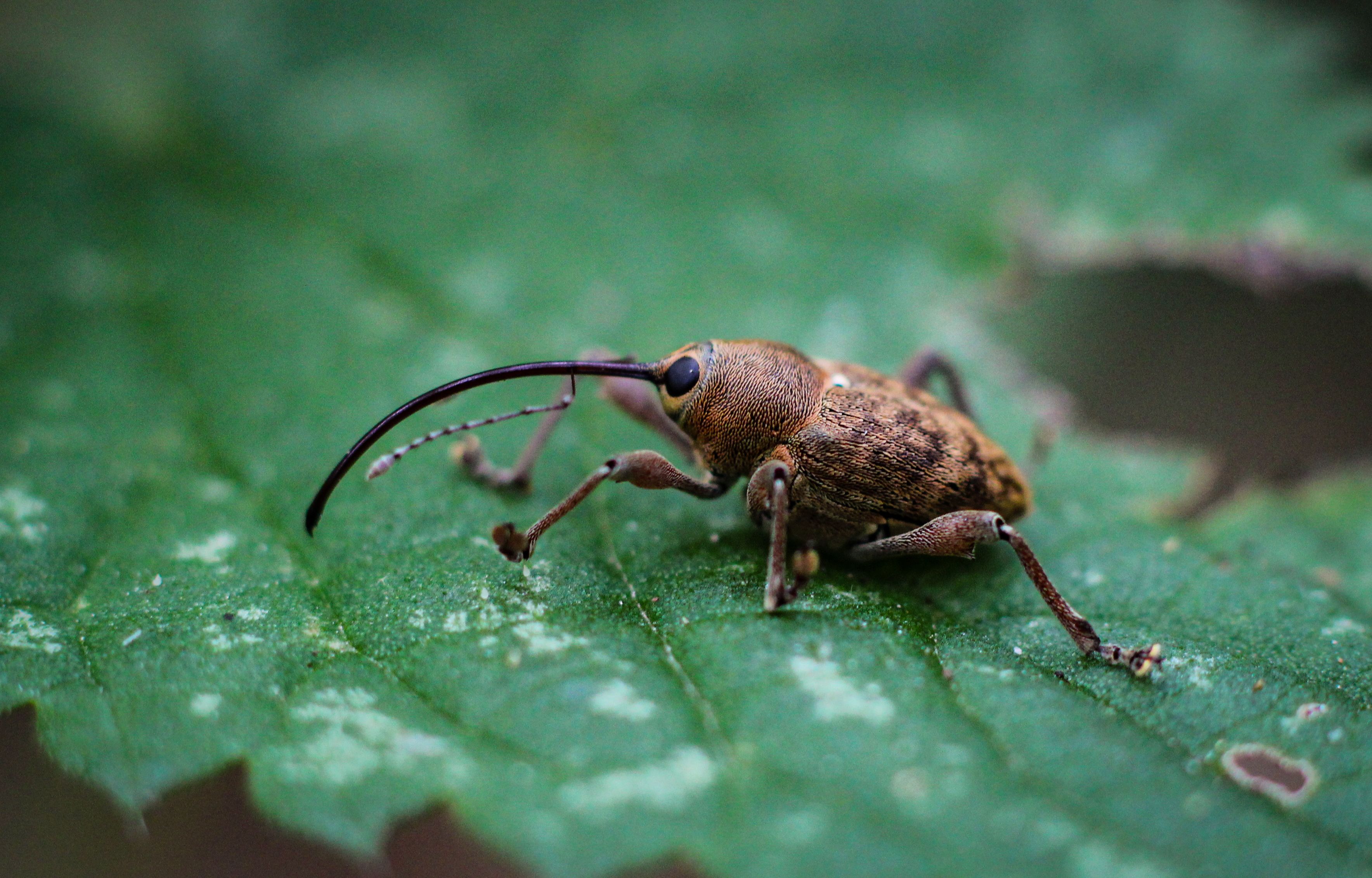 Screwworm.gov | Animal and Plant Health Inspection Service — Photo by Jakub288 on Pexels