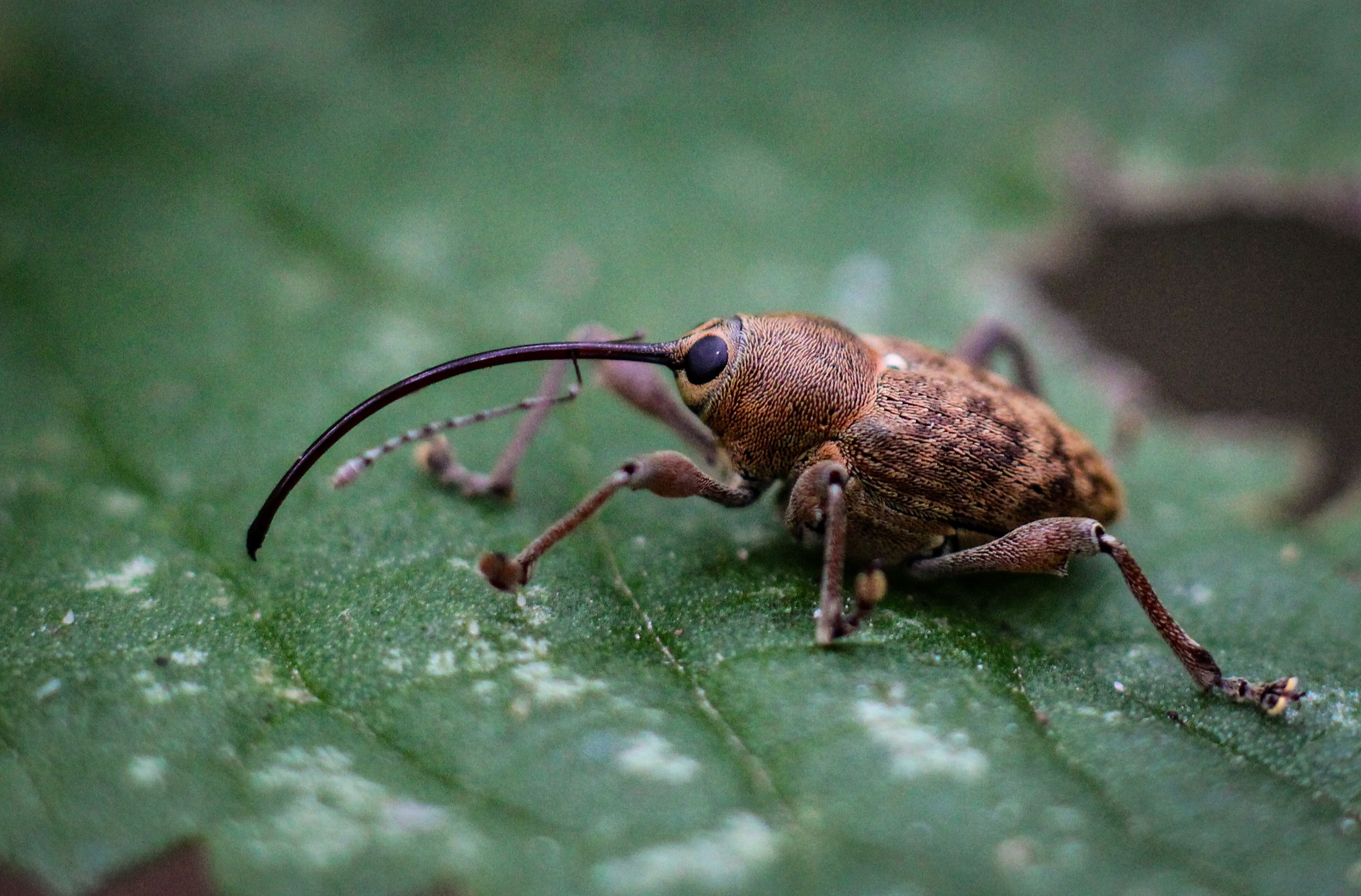 weevil insect macro