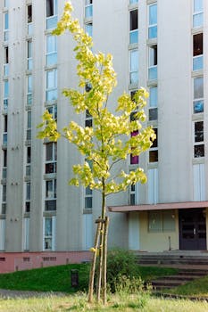 A modern apartment building facade with a newly planted tree in the foreground.