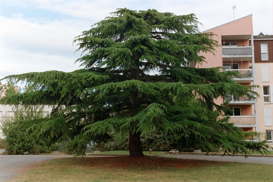 A vibrant cedar tree stands prominently in front of a residential building in Compiègne, France.