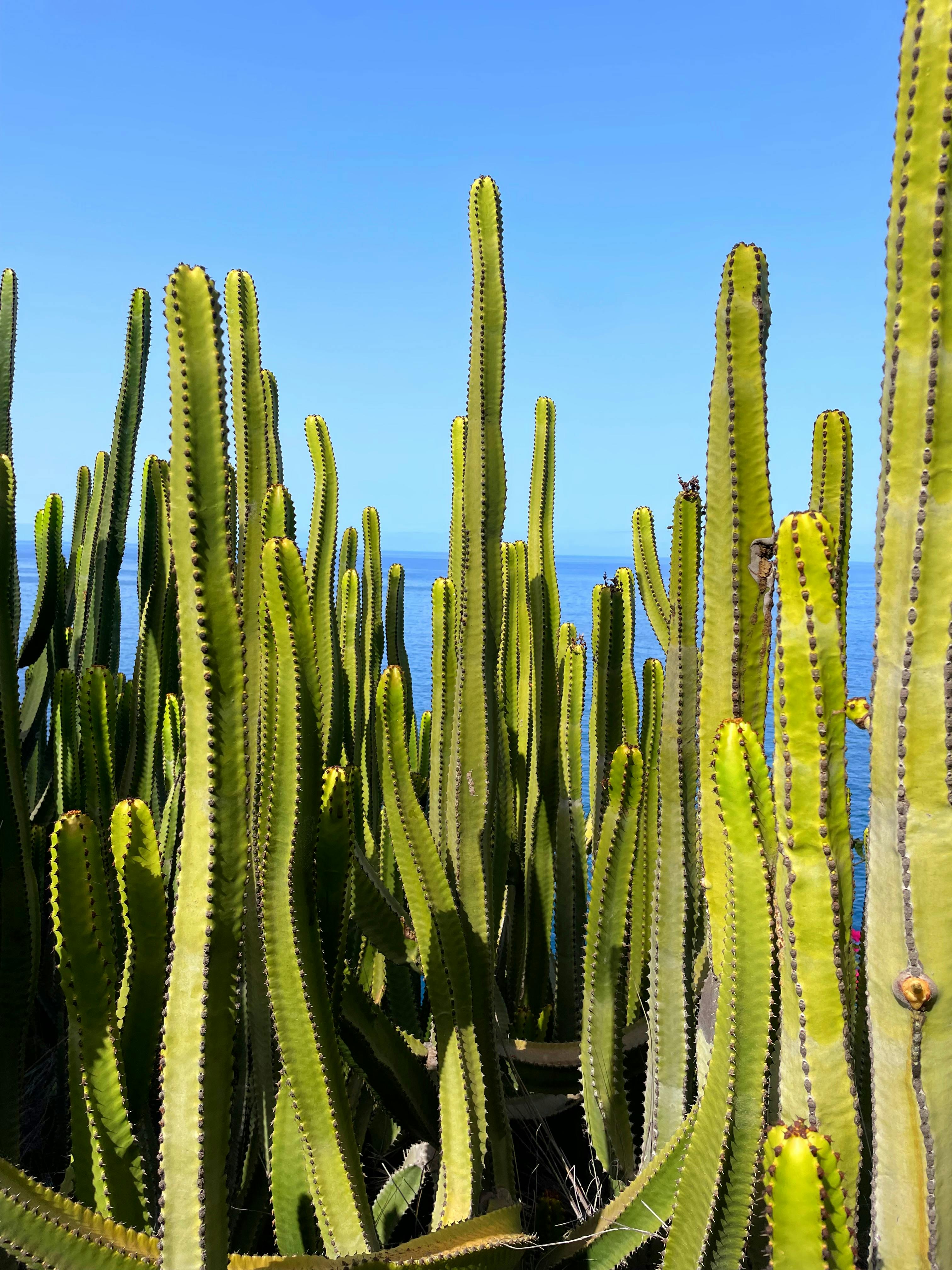 Gratuit Imagine de stoc gratuită din albastru, armonios, ascuțit Fotografie de stoc
