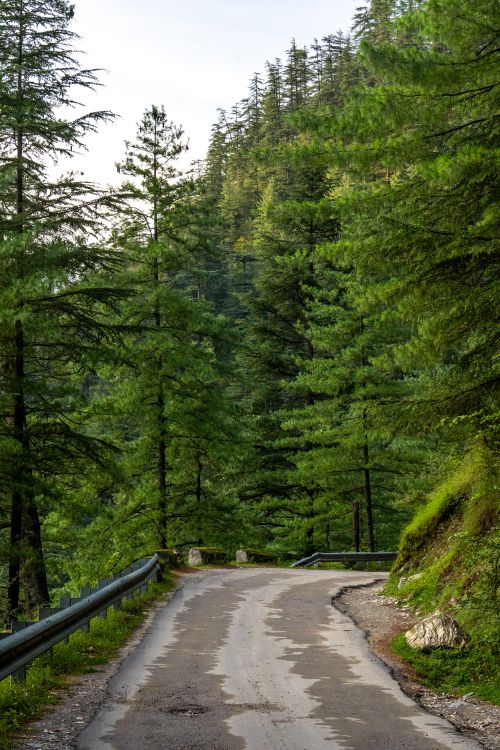 Free Winding road through lush coniferous forest under summer sky. Stock Photo
