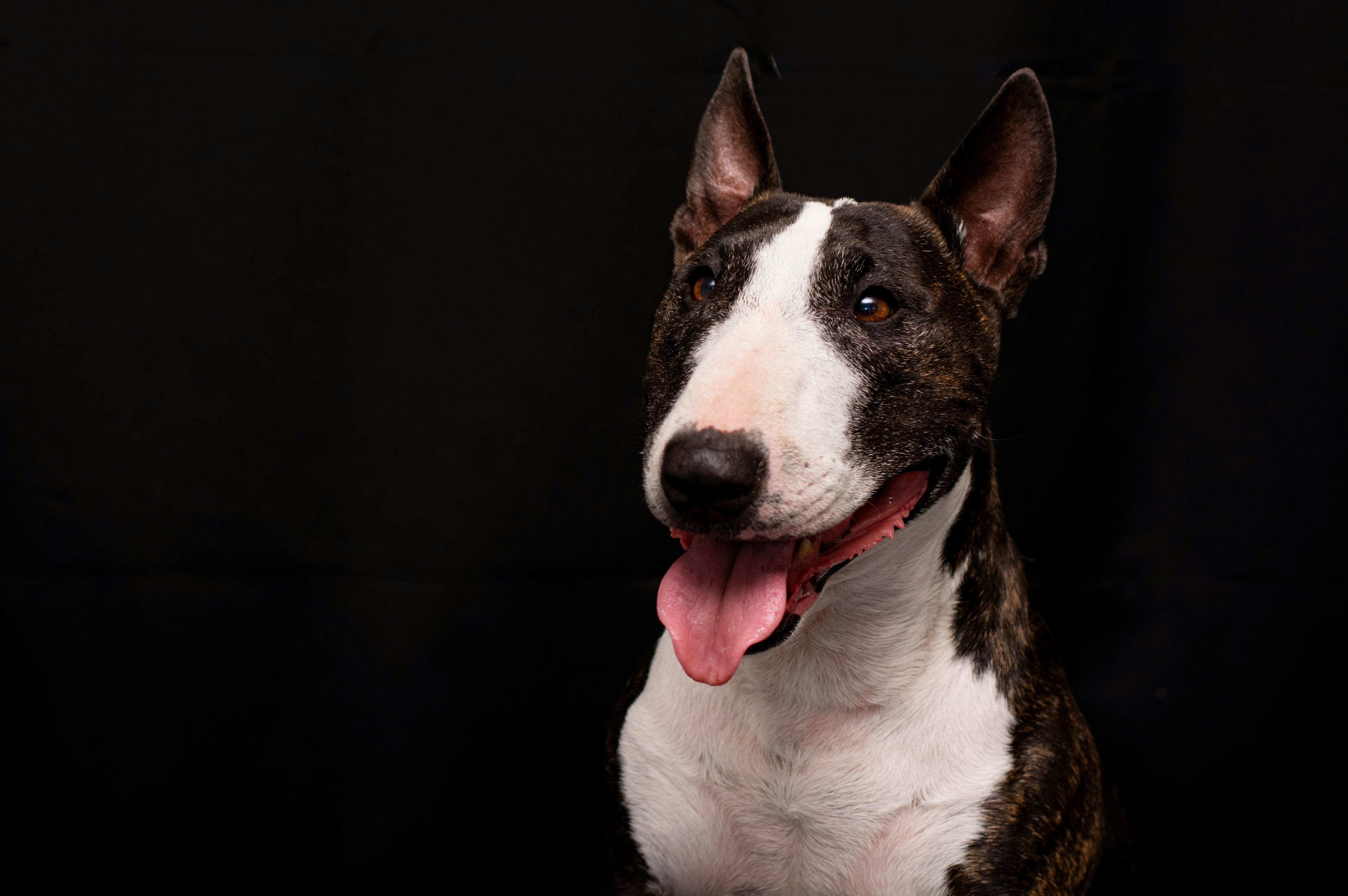 portrait of bull terrier