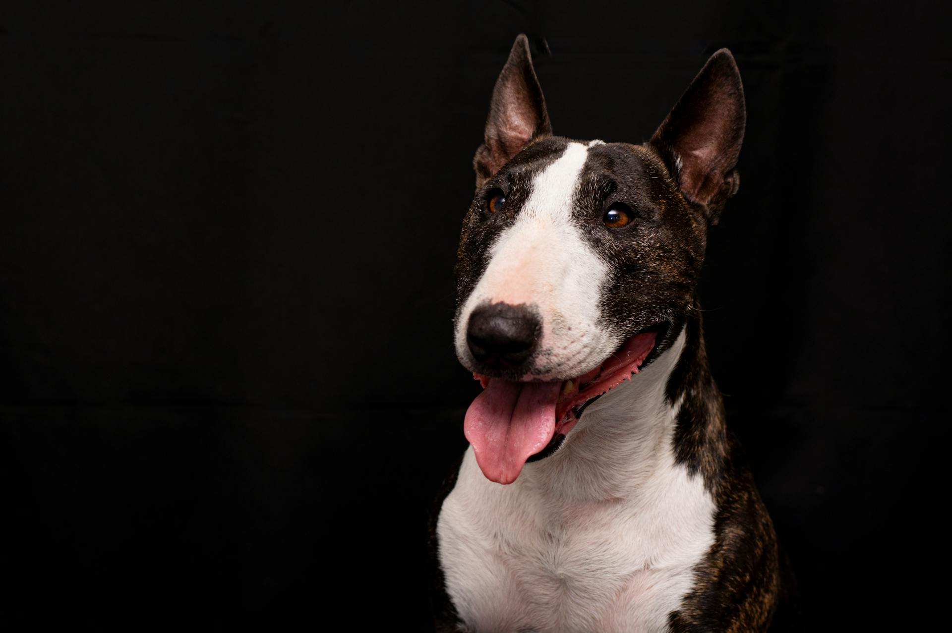 Portret van de Bull Terrier