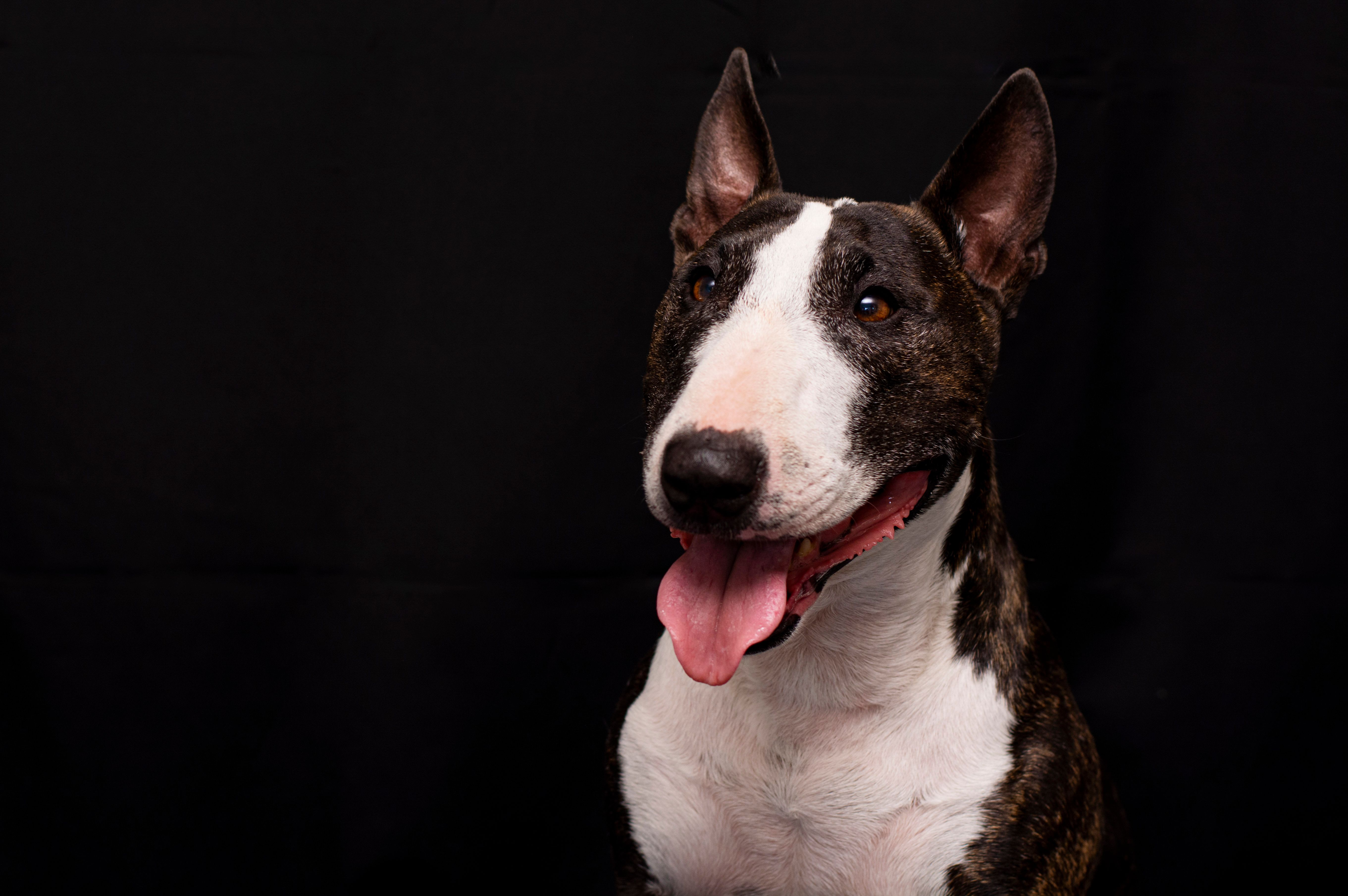 Free A bull terrier dog is sitting on a black background Stock Photo