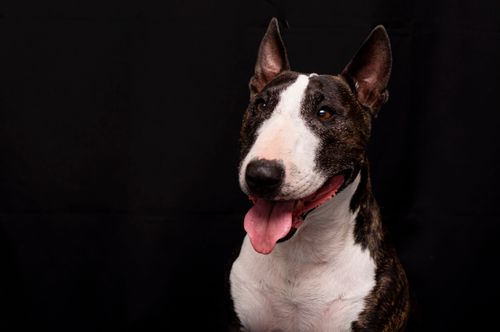 Free A bull terrier dog is sitting on a black background Stock Photo