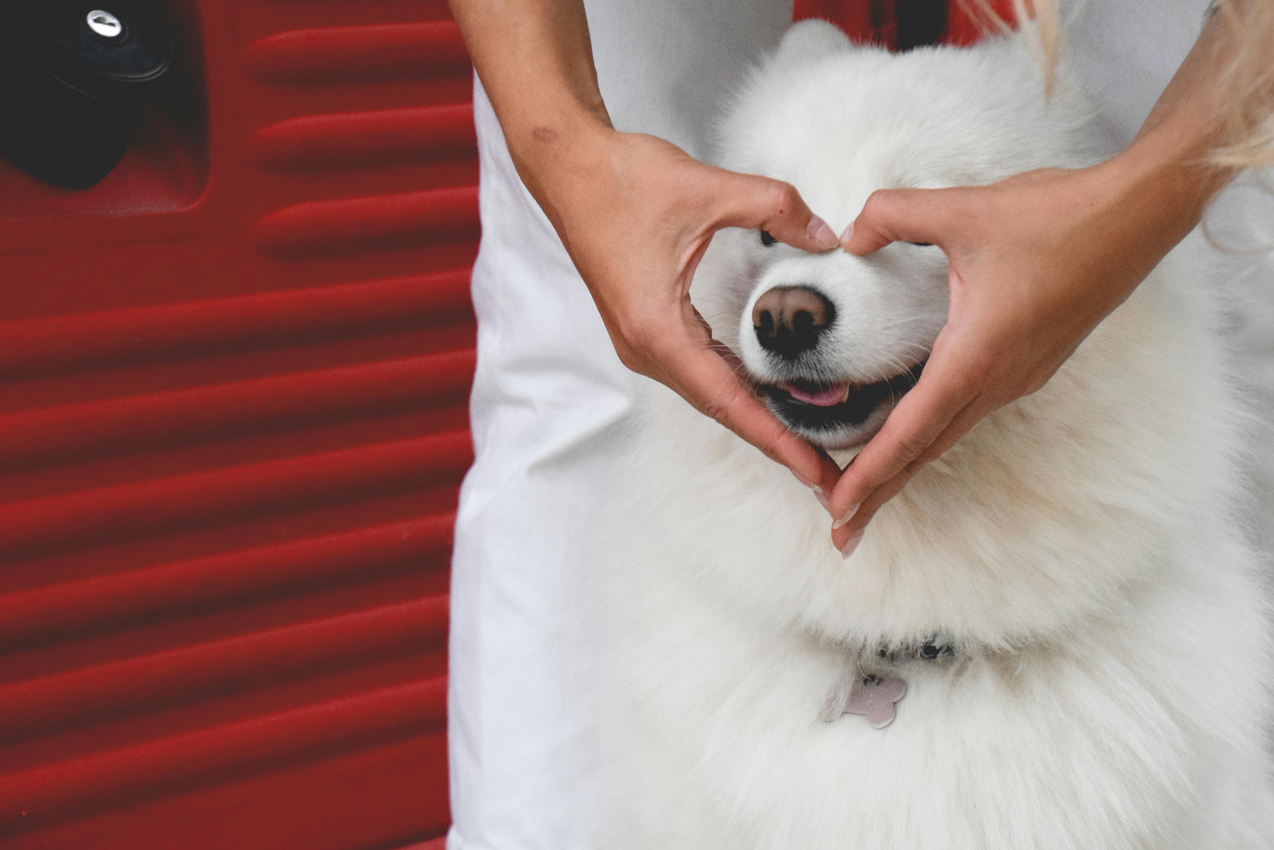 A person holding a white dog in their hands