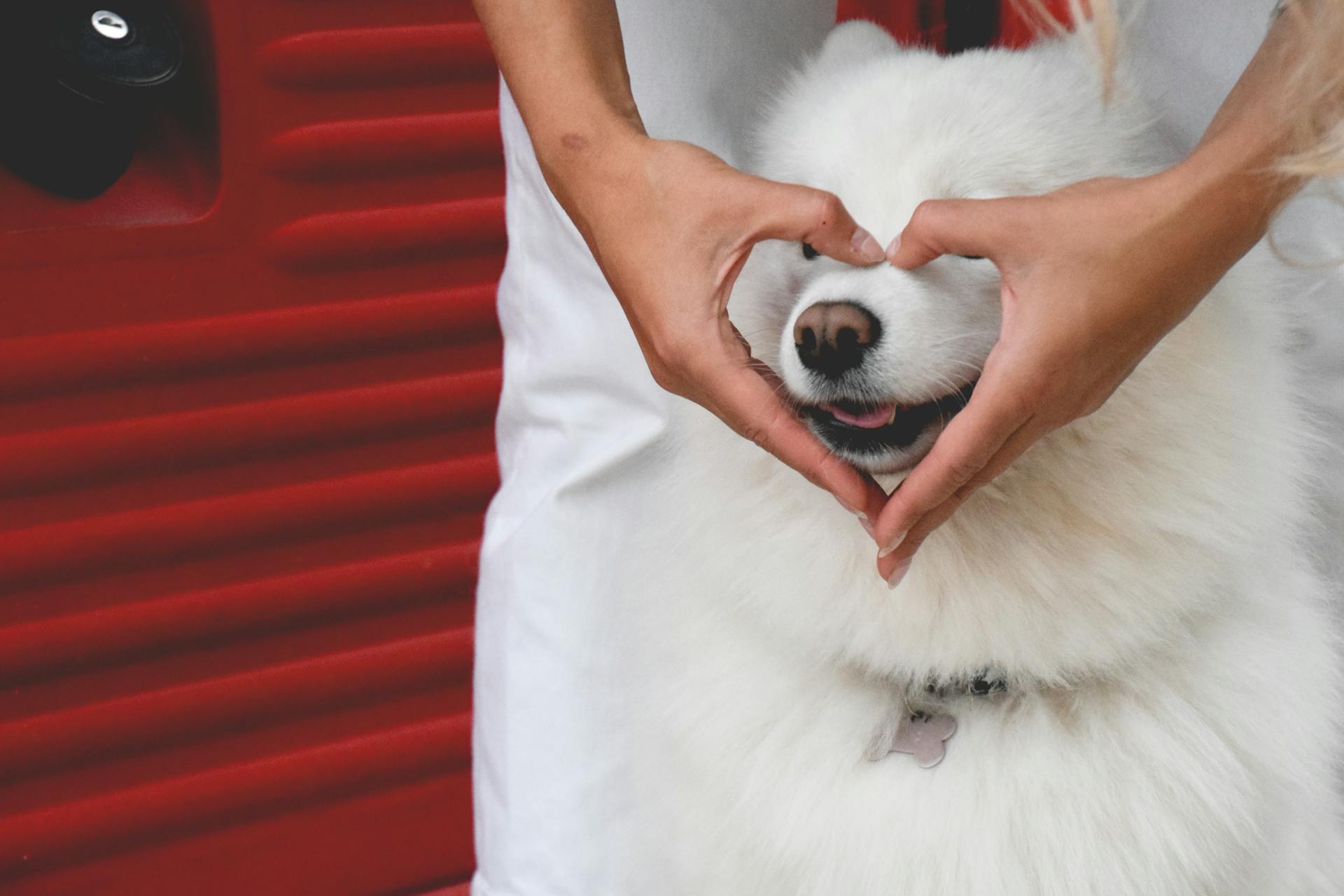 A person holding a white dog in their hands