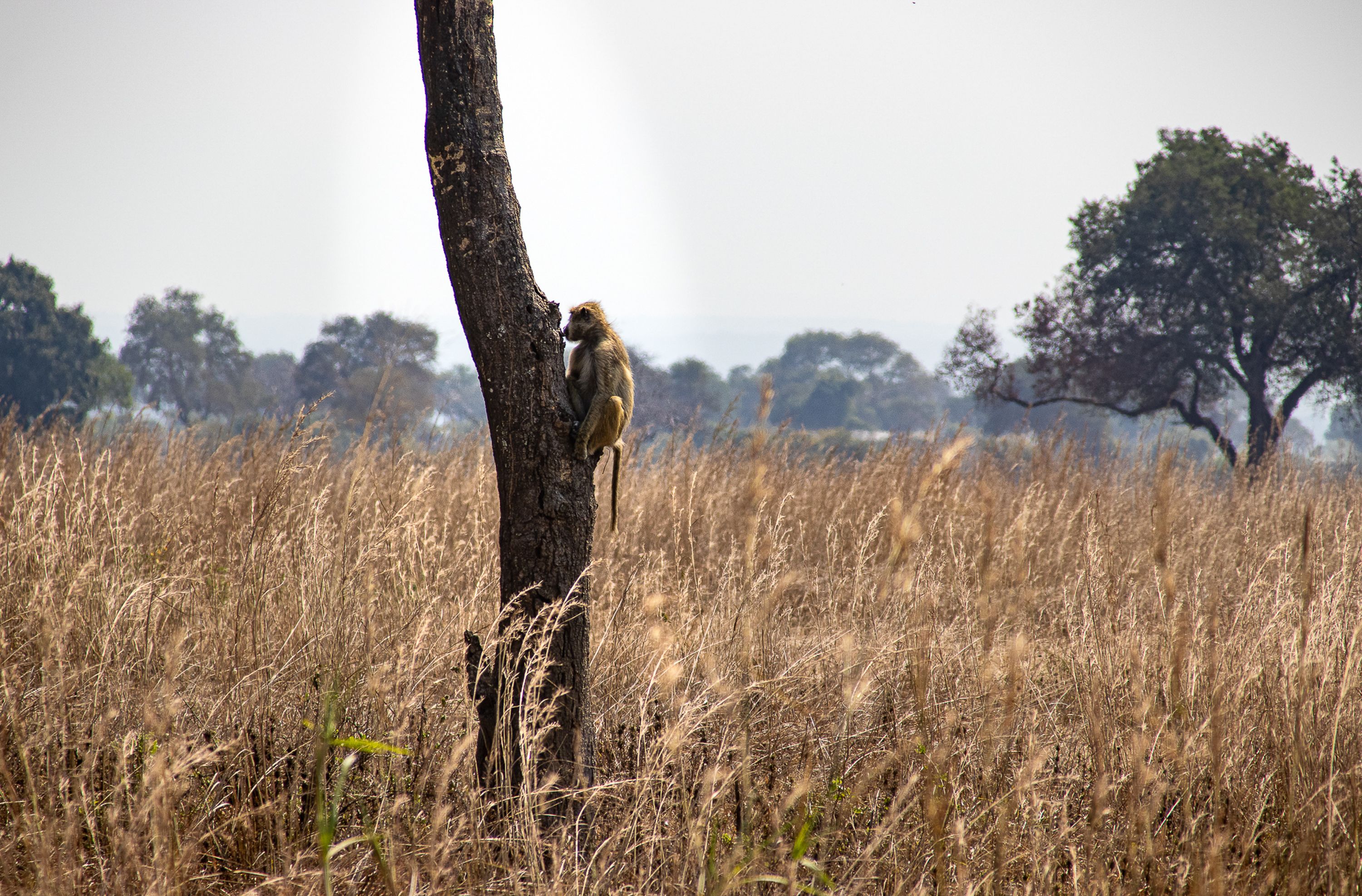 Baboon climbing a tree in the grasslands of Mikumi National Park, Tanzania.