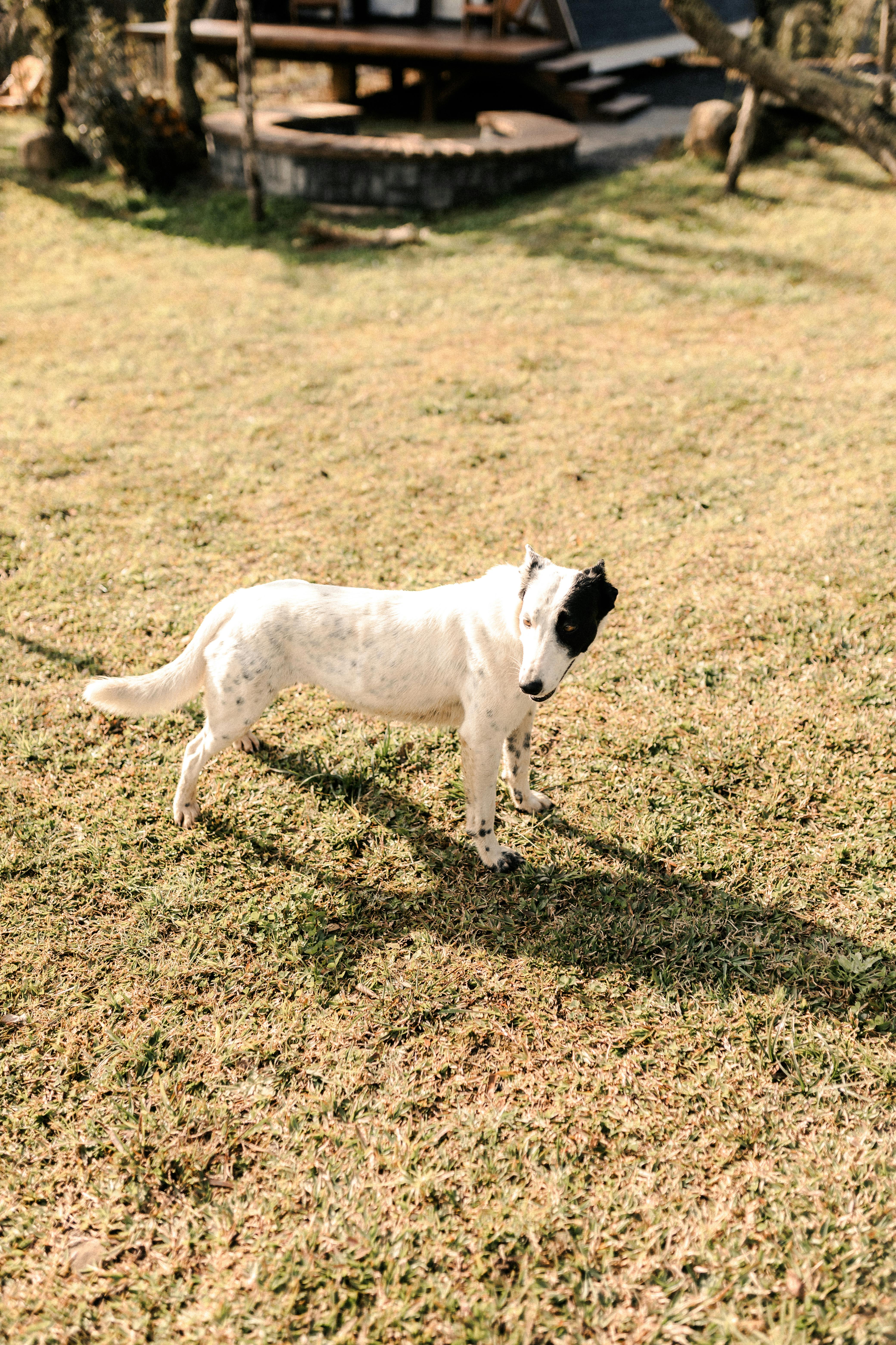 Photo of kimberly, a dog in korea, photo by kimberly