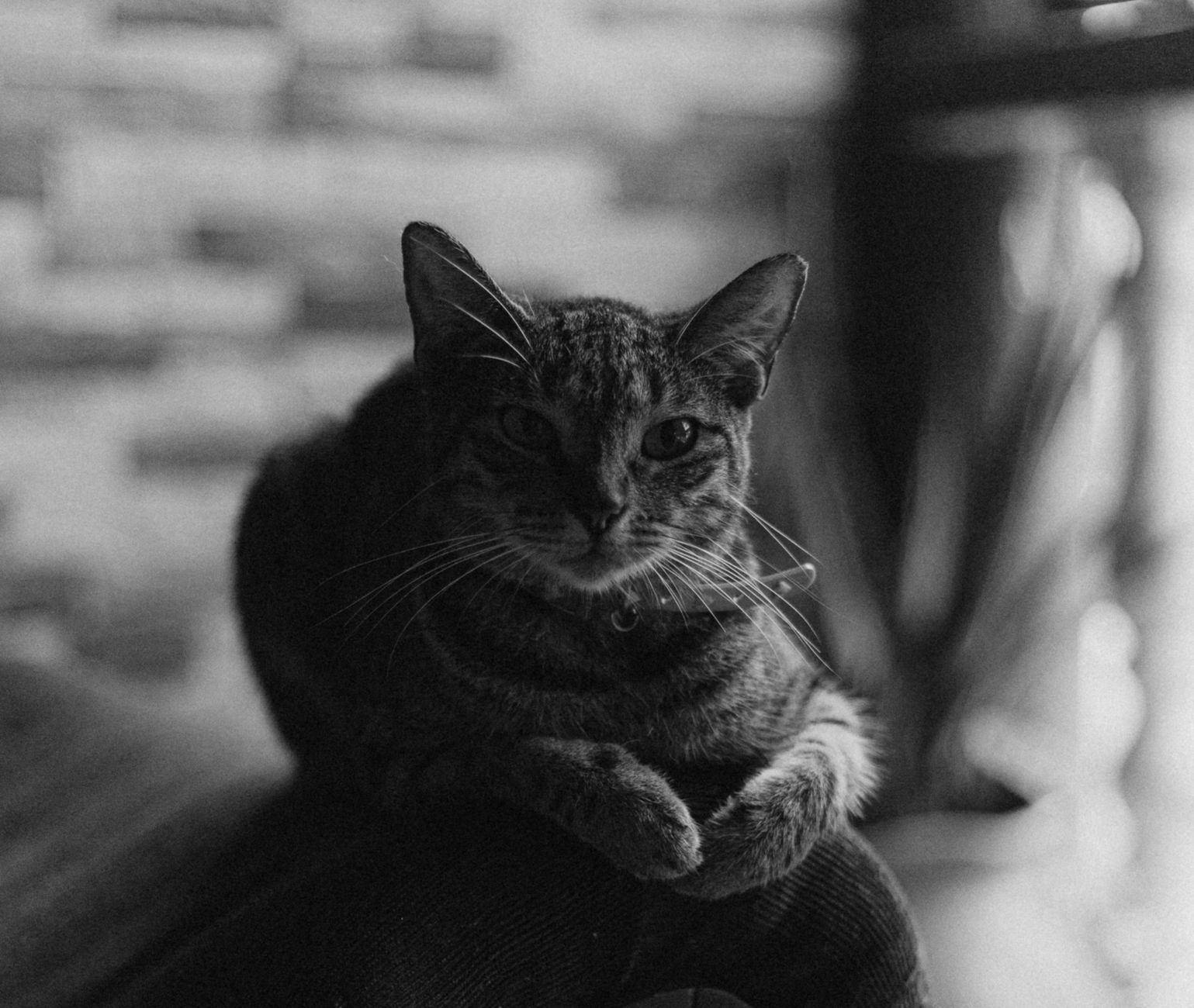 Portrait of a cat at a veterinary clinic