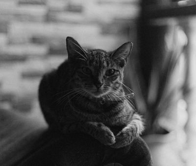 My Cat Threw Up Every Single Pill I Gave Her — The Trick That Finally Made Meds Stay Down