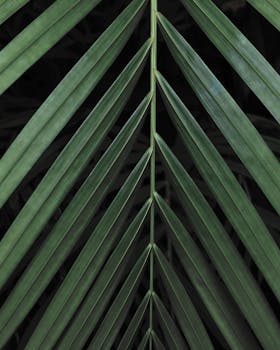 Close-up of dark green palm leaves forming a natural symmetrical pattern.