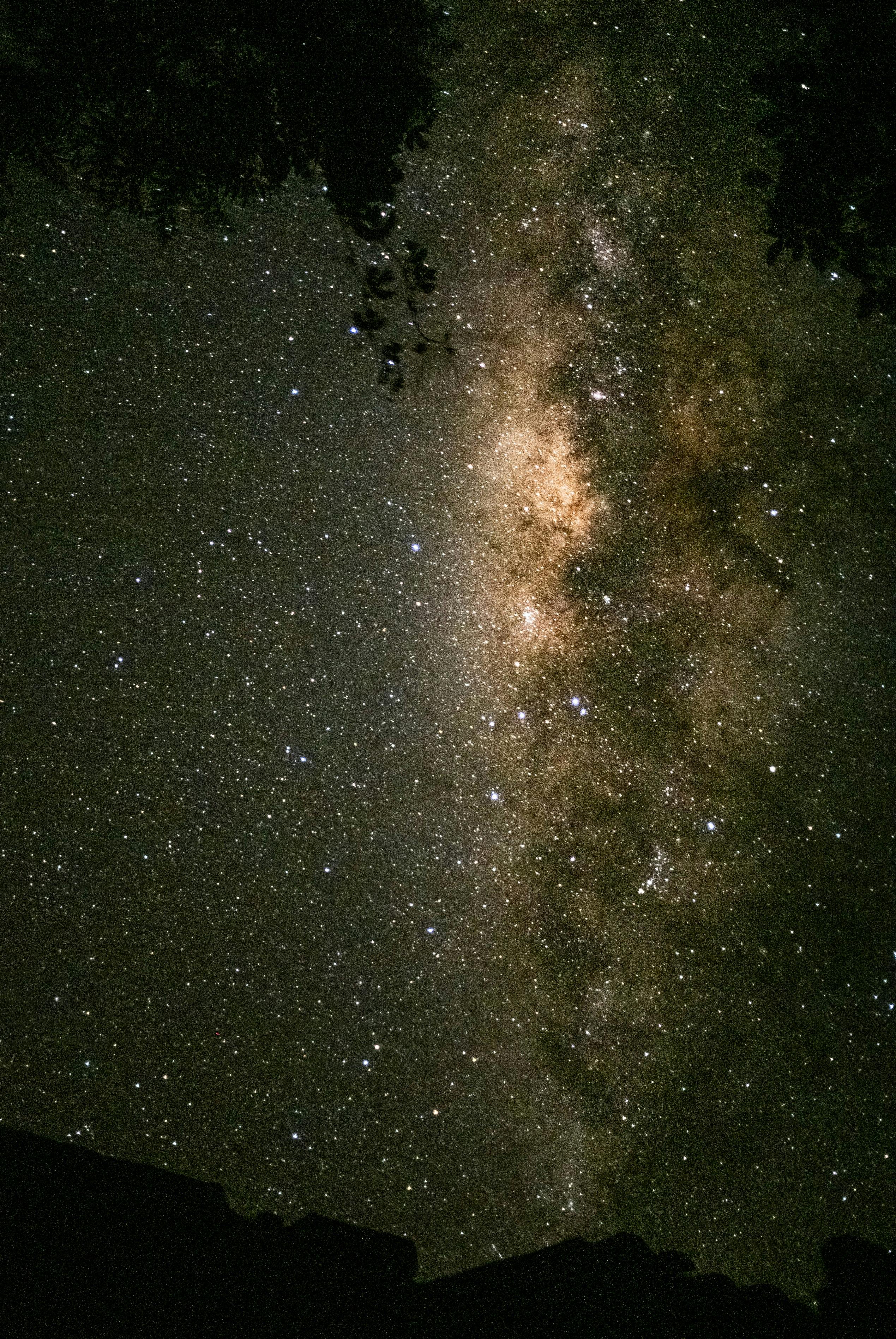 The milky is seen in the sky above a tree · Free Stock Photo