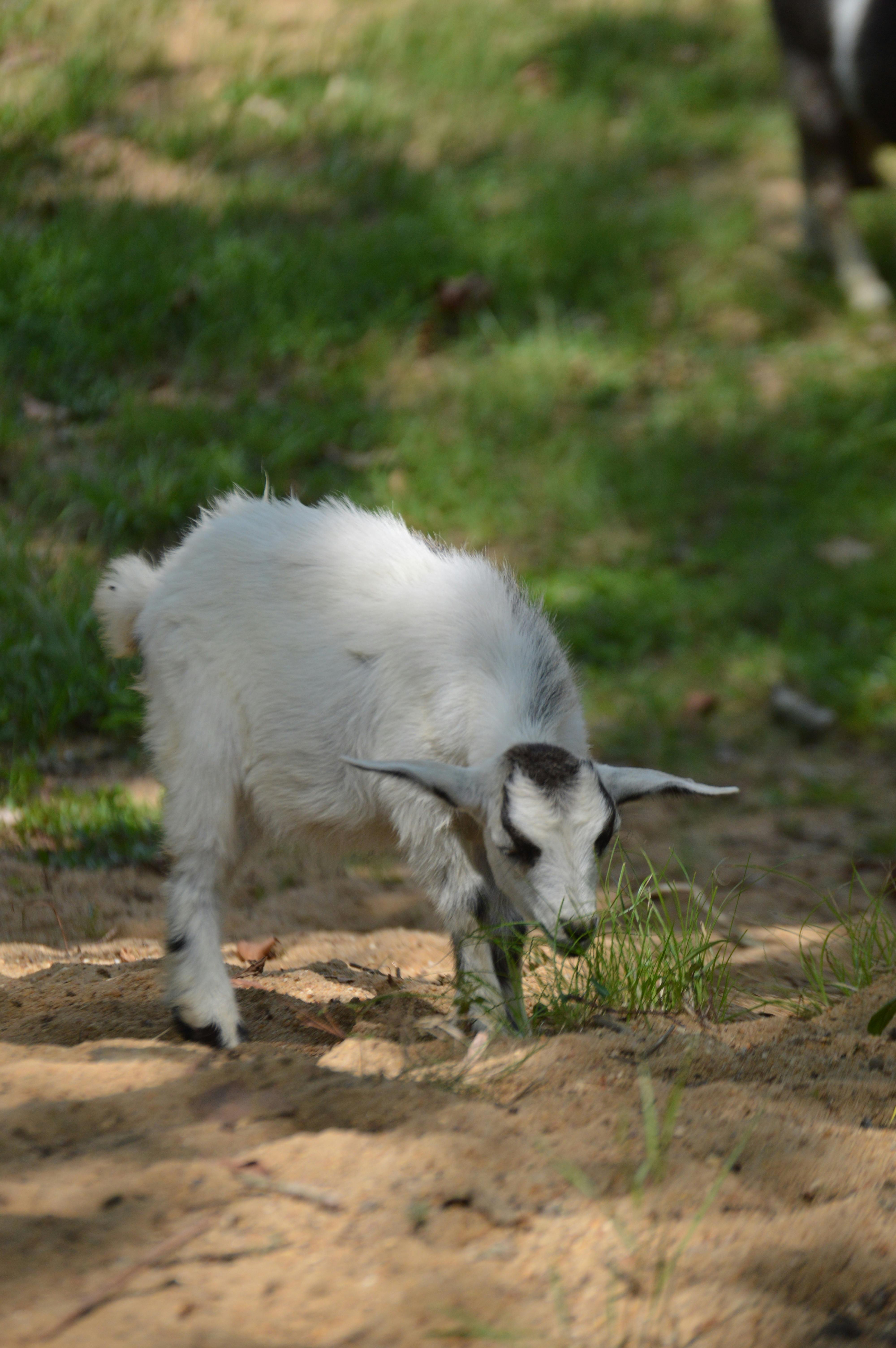 A small goat is eating grass in the dirt