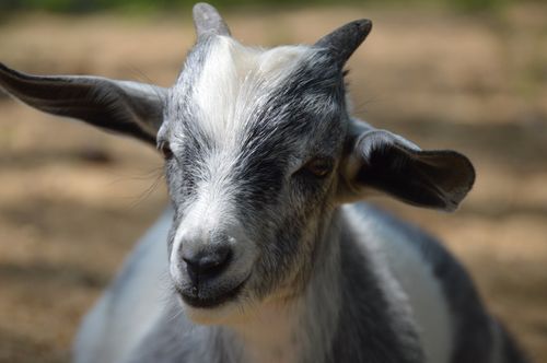 Free Close-up of a cute young goat with grey fur and horns in a natural farm setting. Stock Photo