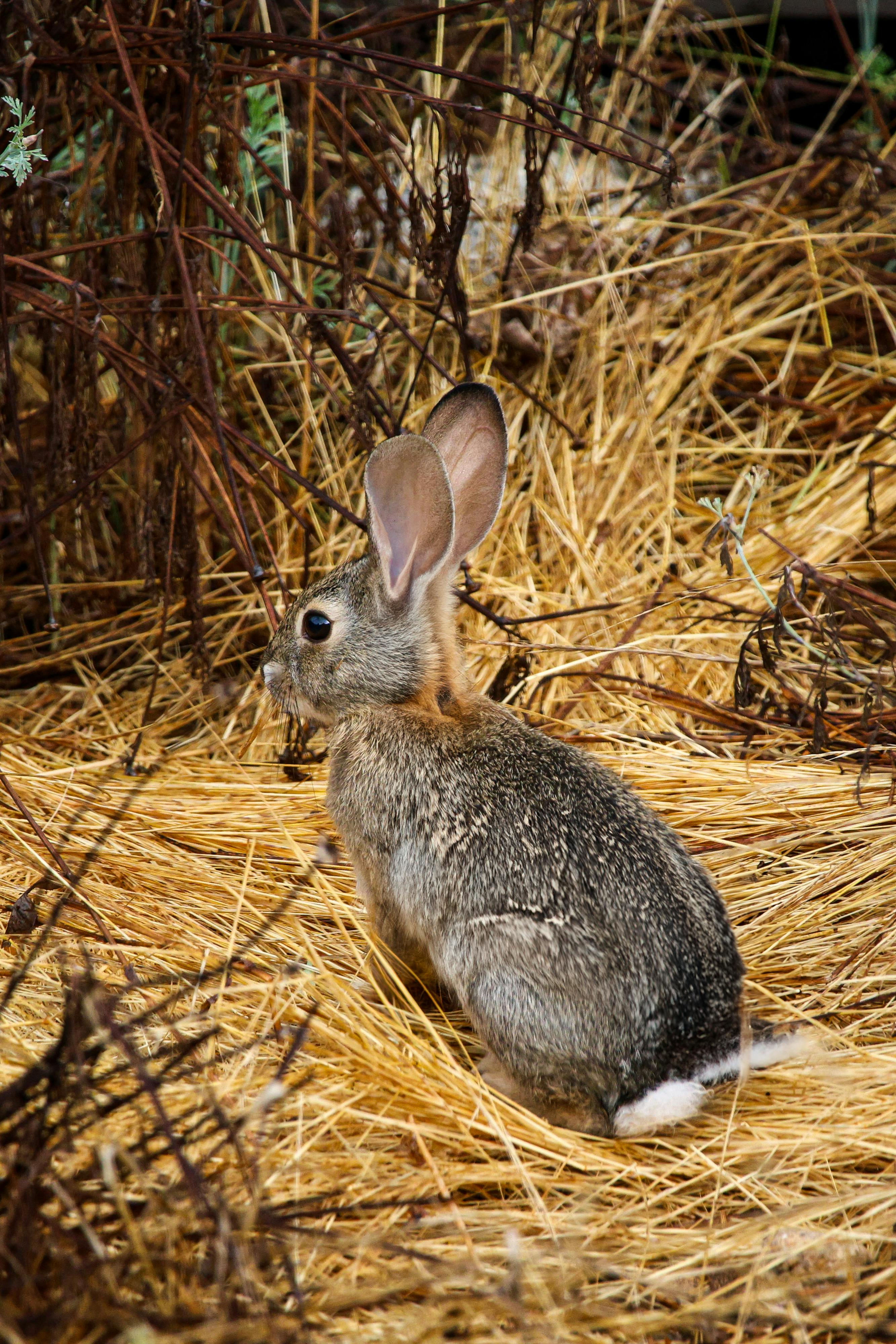 a rabbit sitting in the middle of some dried grass