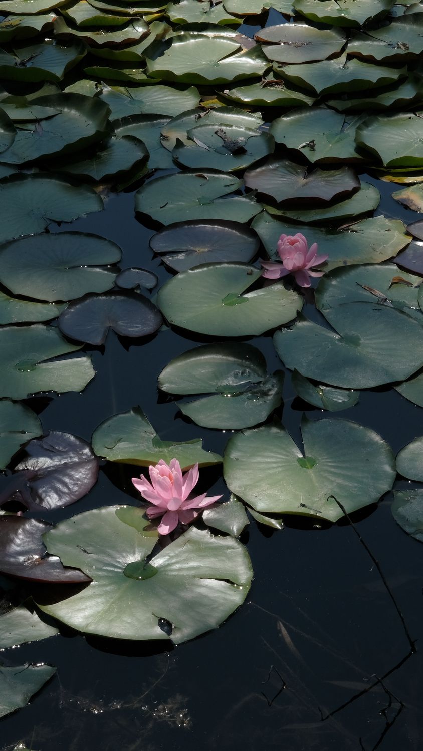 Pink water lilies floating in a pond with green leaves · Free Stock Photo