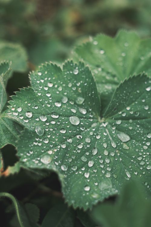 Free Detailed image of green leaf with fresh dew drops showcases purity and freshness in a natural setting. Stock Photo