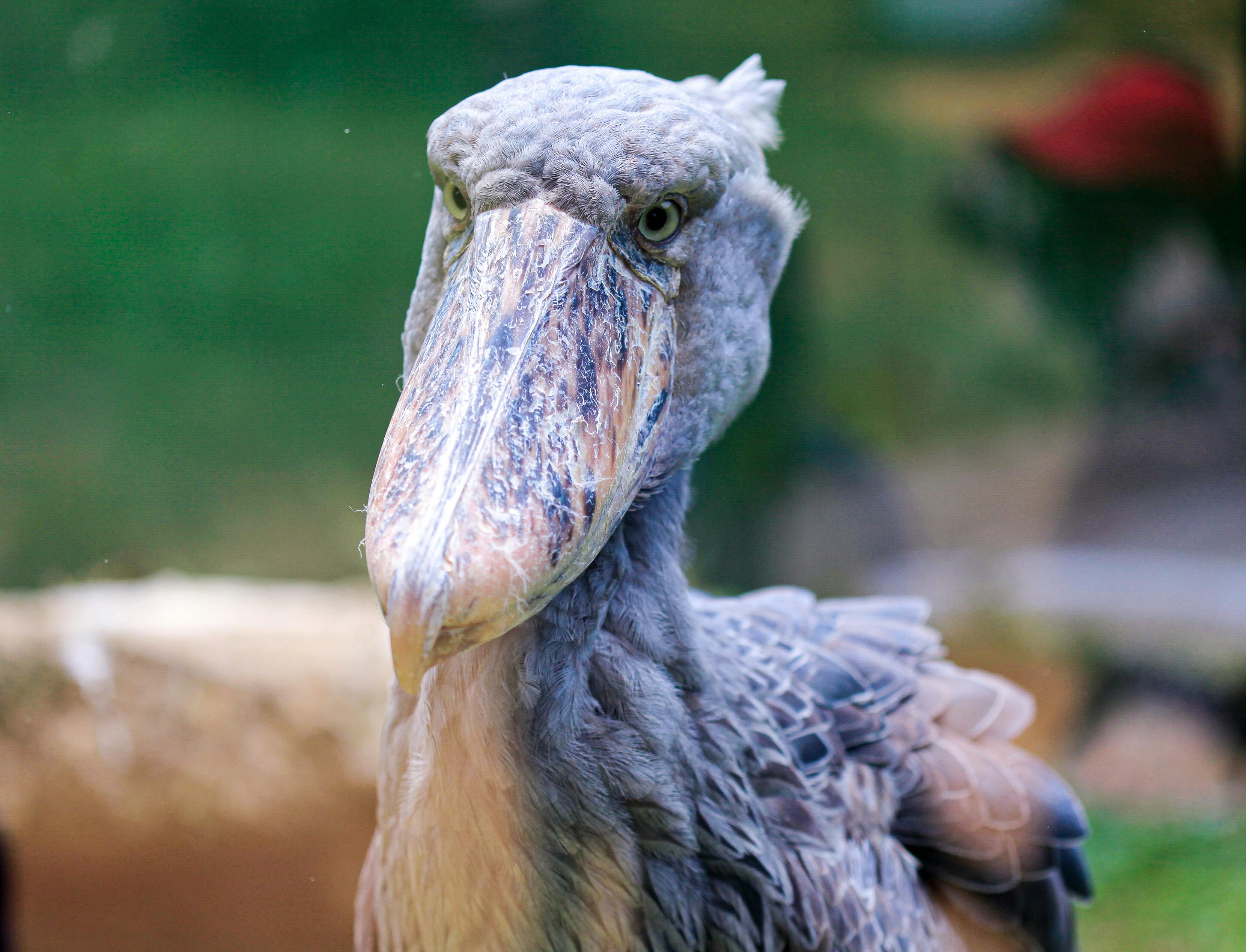 Shoebill Stork Swamp — Mabamba Uganda