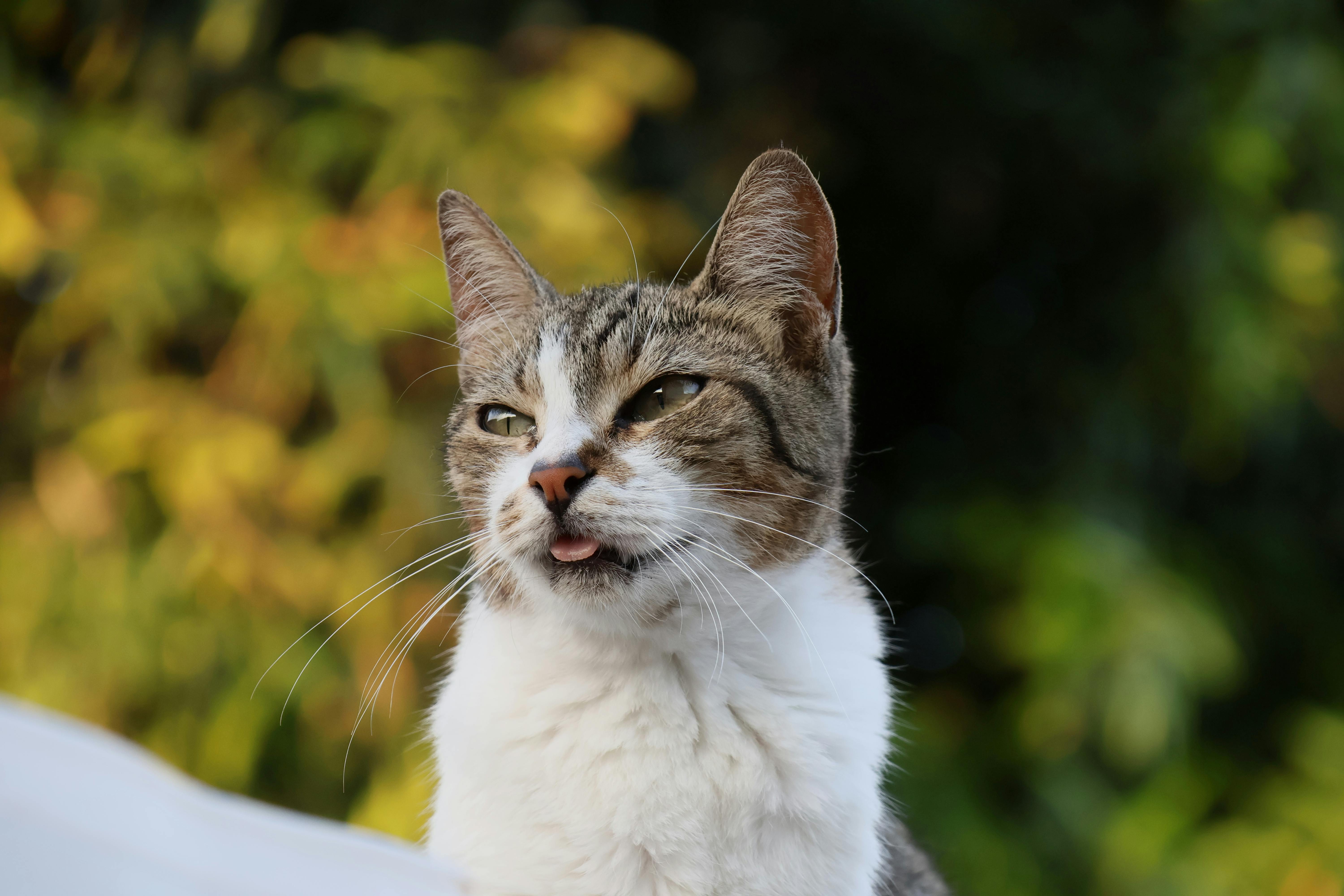 Eine Katze riecht eine Zitrusfrucht