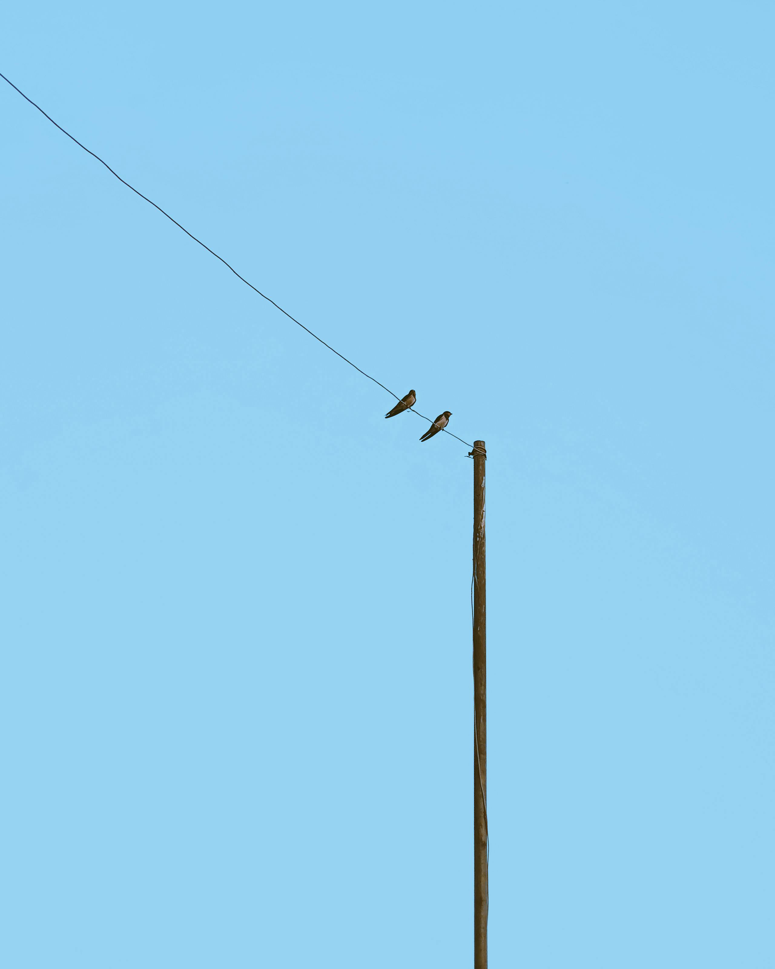 Gratis lagerfoto af åben himmel, blå himmel, dyreliv Lagerfoto