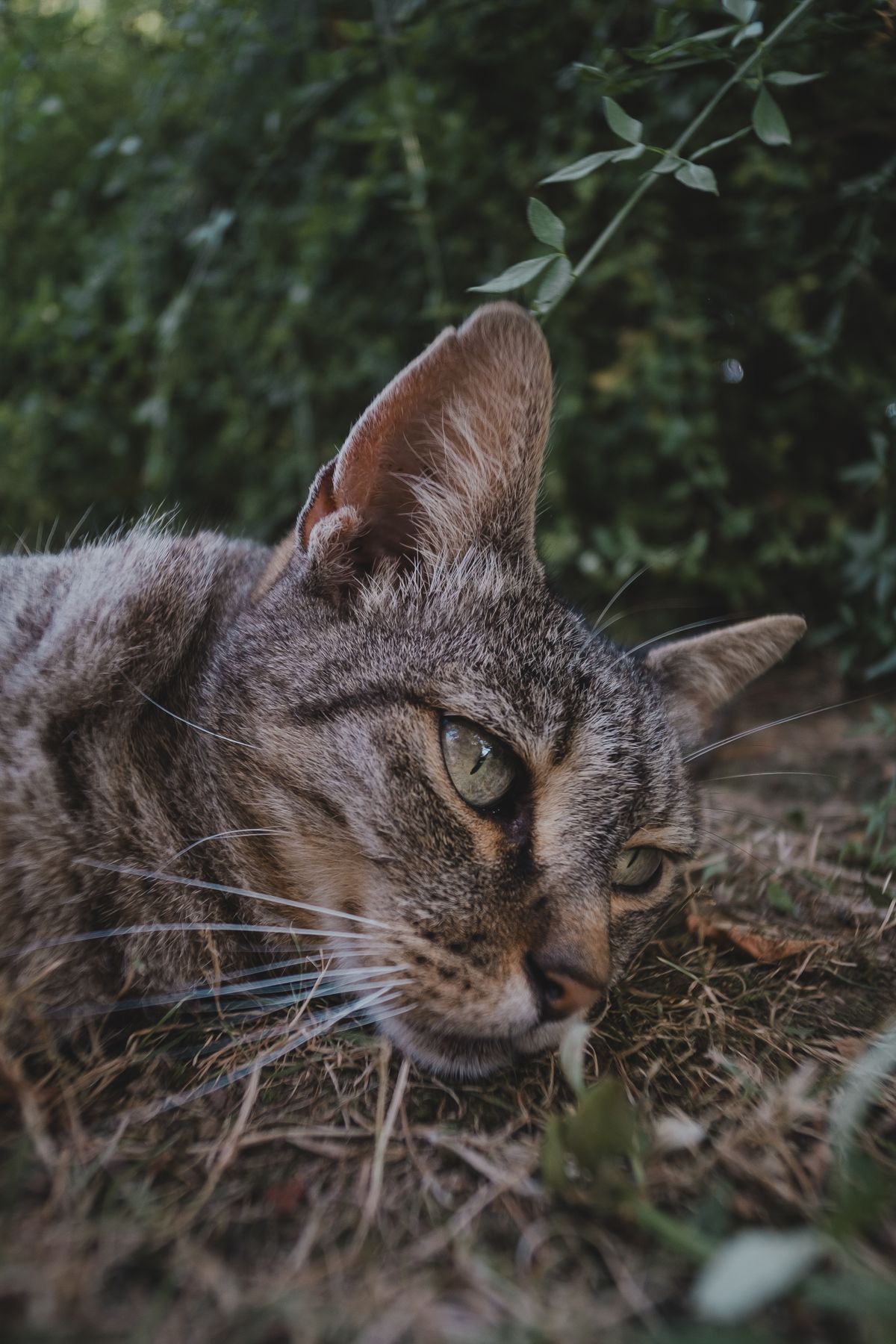 A cat laying on the ground in a field · Free Stock Photo