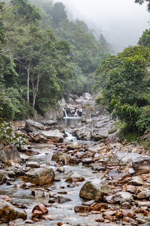 A stream runs through the forest with rocks and trees · Free Stock Photo
