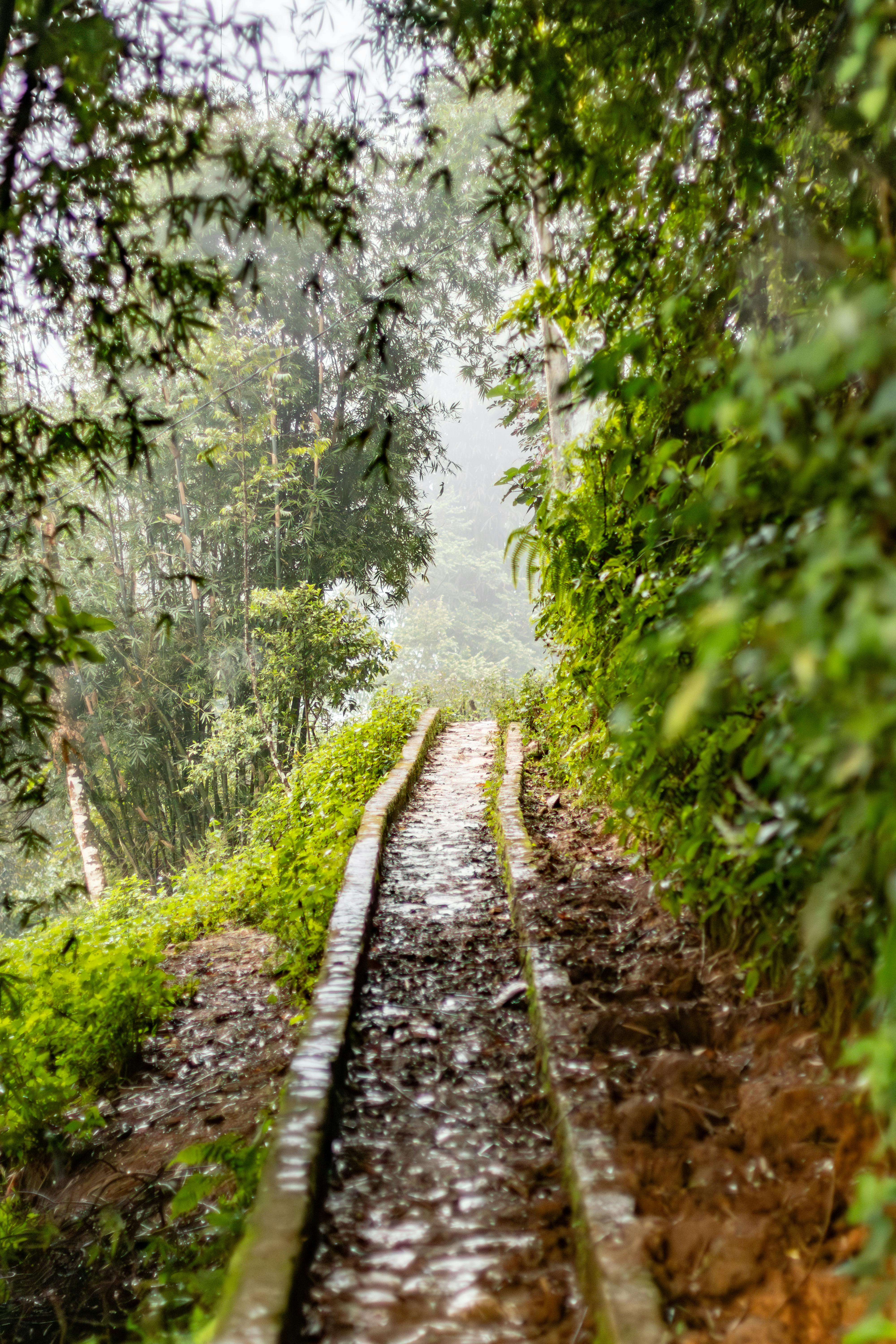 a narrow path in the jungle with water running down it