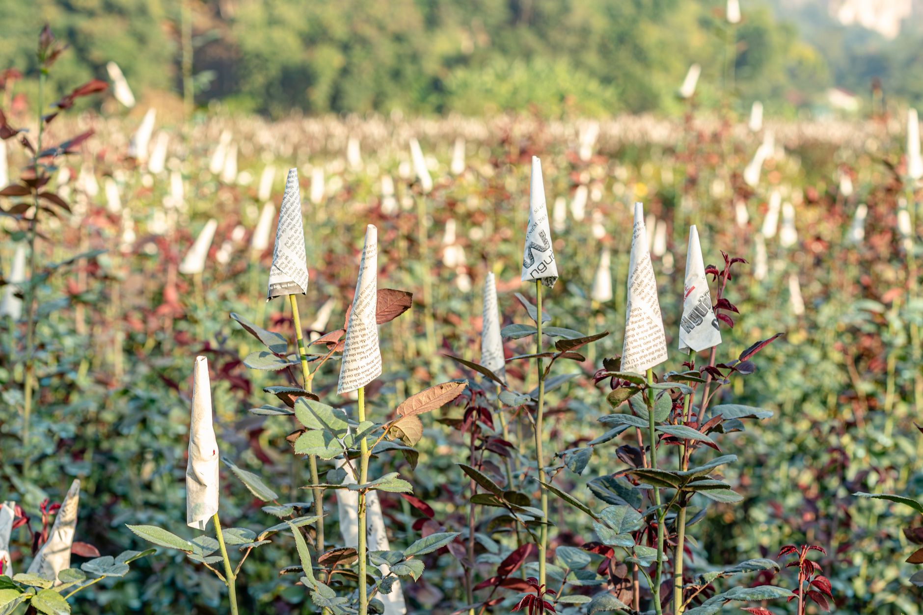 Field of roses in sunlight, protected by paper cones, ready to bloom.