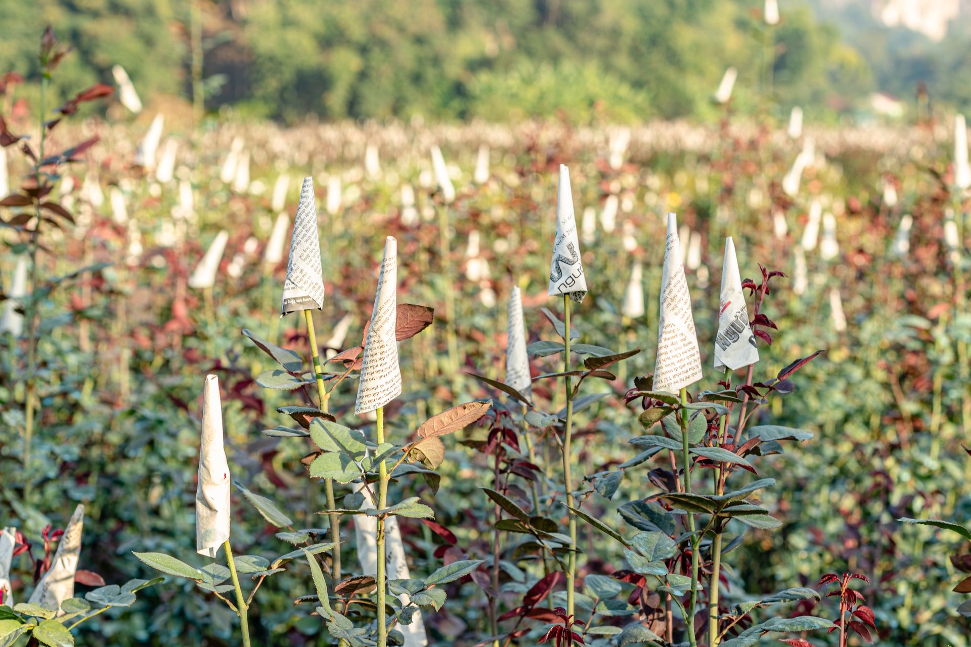 Field of roses in sunlight, protected by paper cones, ready to bloom.