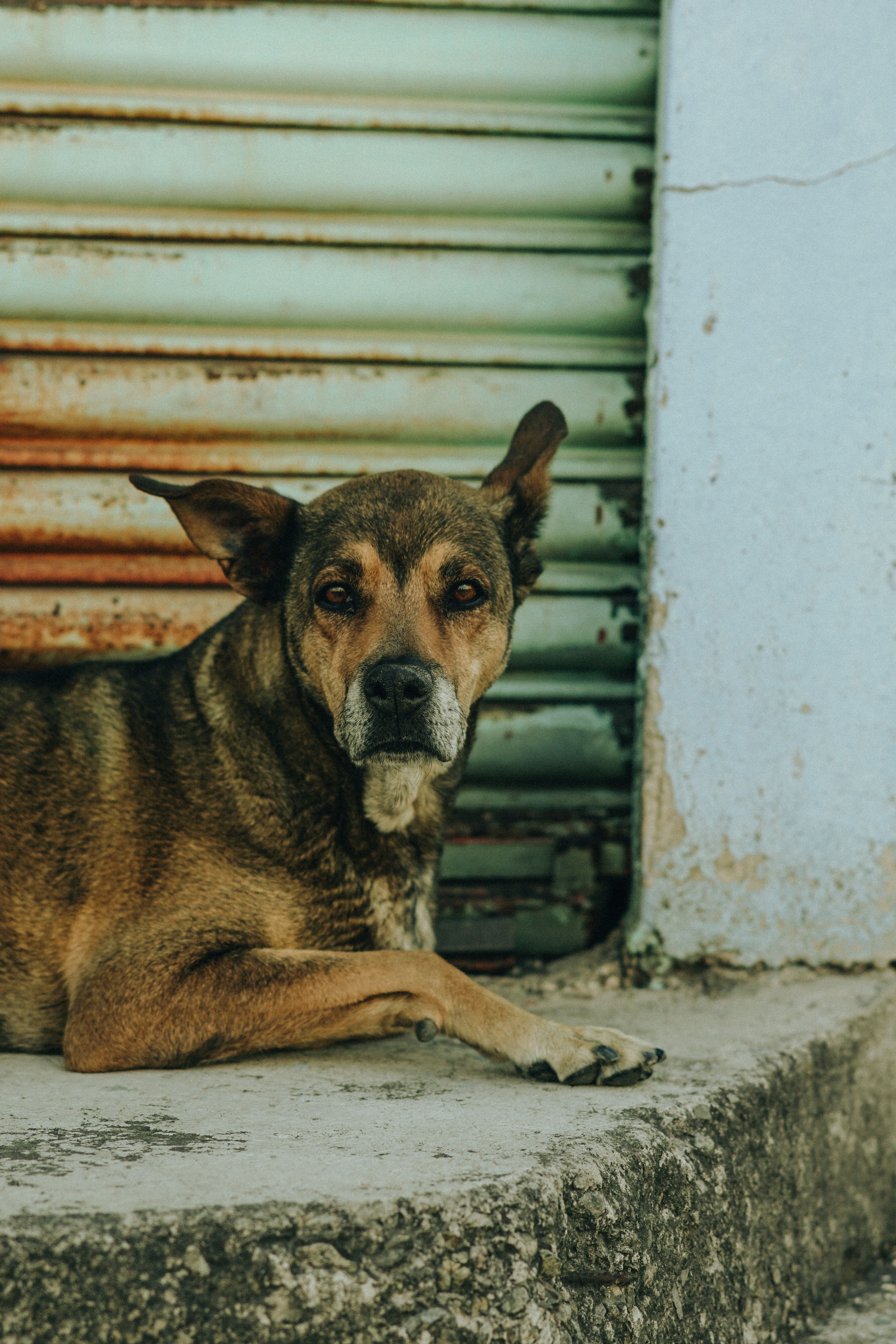 A dog laying on the ground in front of a building · Free Stock Photo