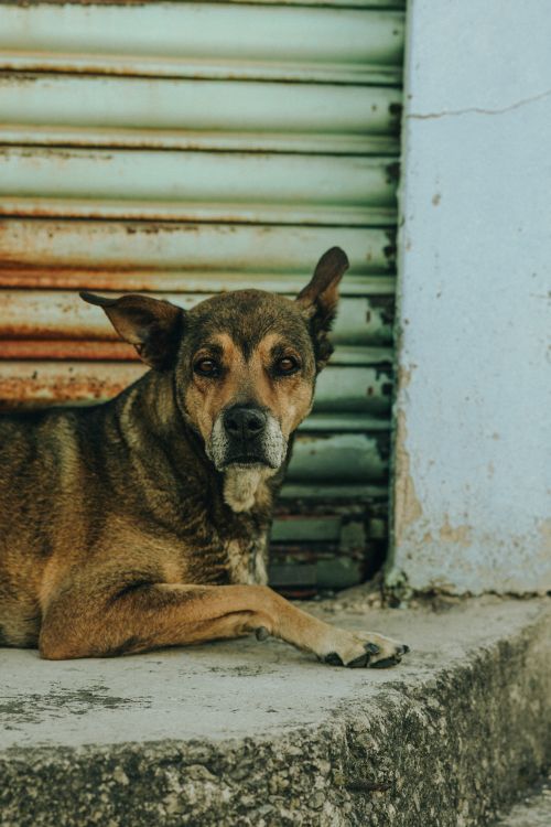 Free A contemplative dog lying on a rough surface by a rusty green metal shutter, evoking solitude. Stock Photo