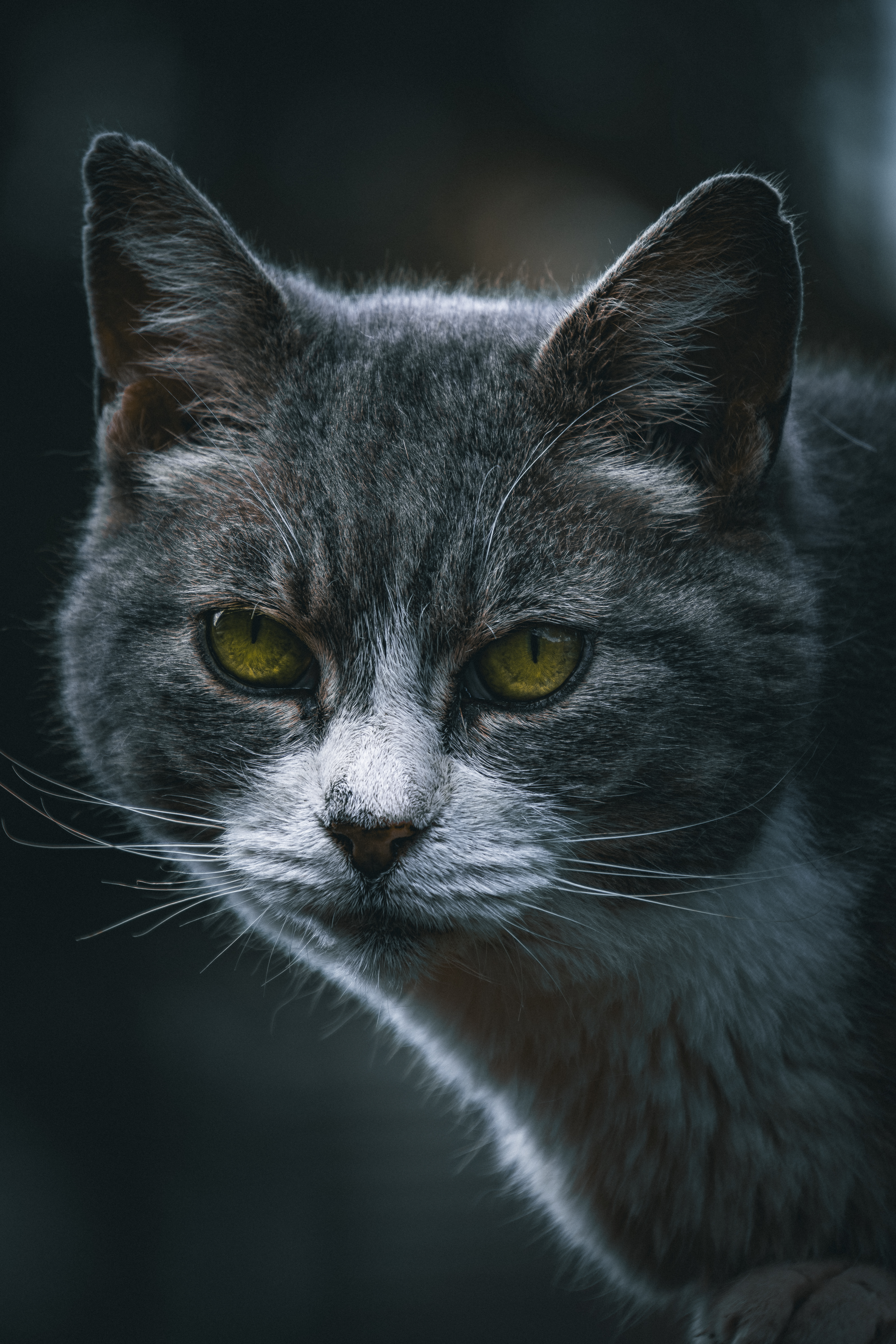 Intense close-up portrait of a grey feline staring intently with piercing eyes.